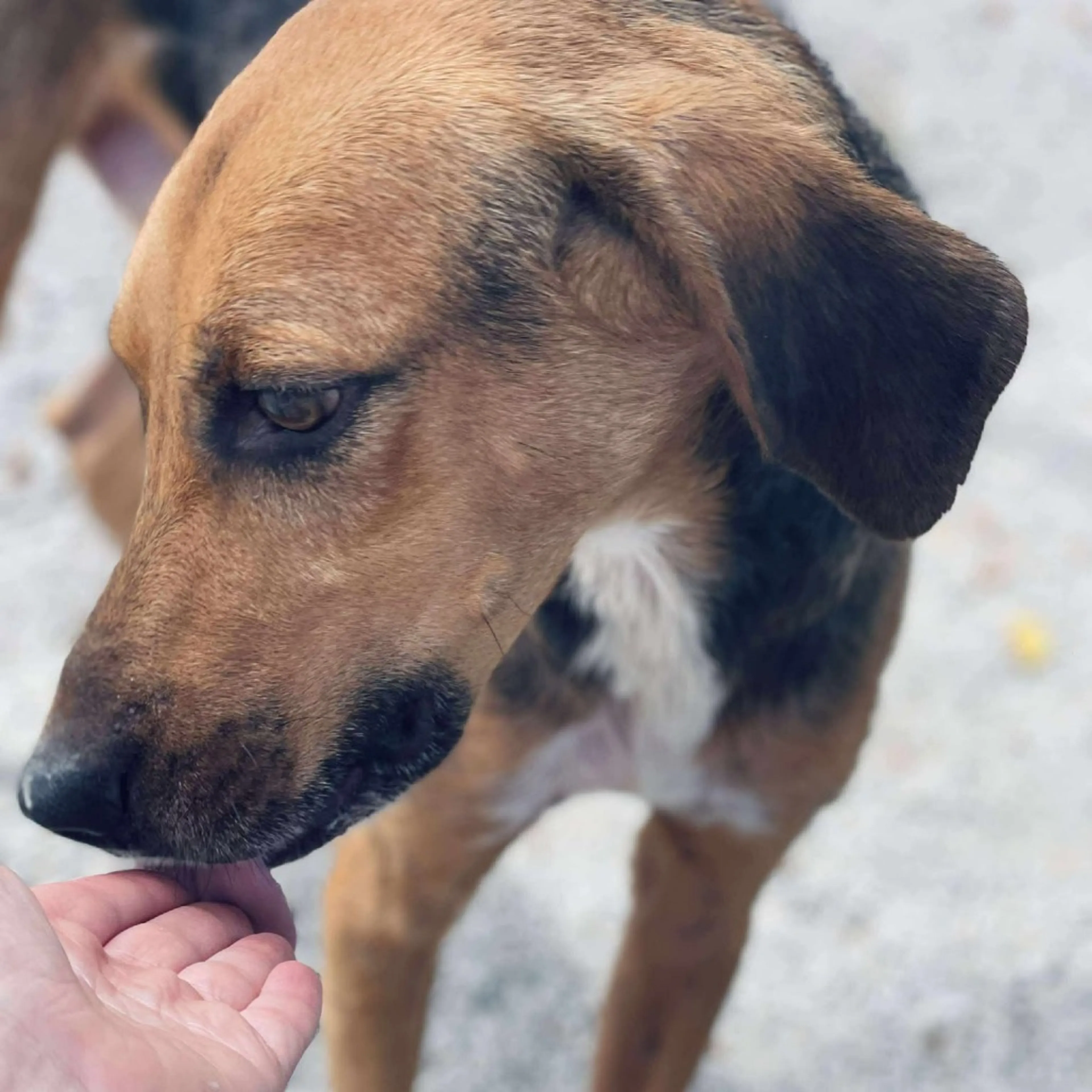 Found pet-2