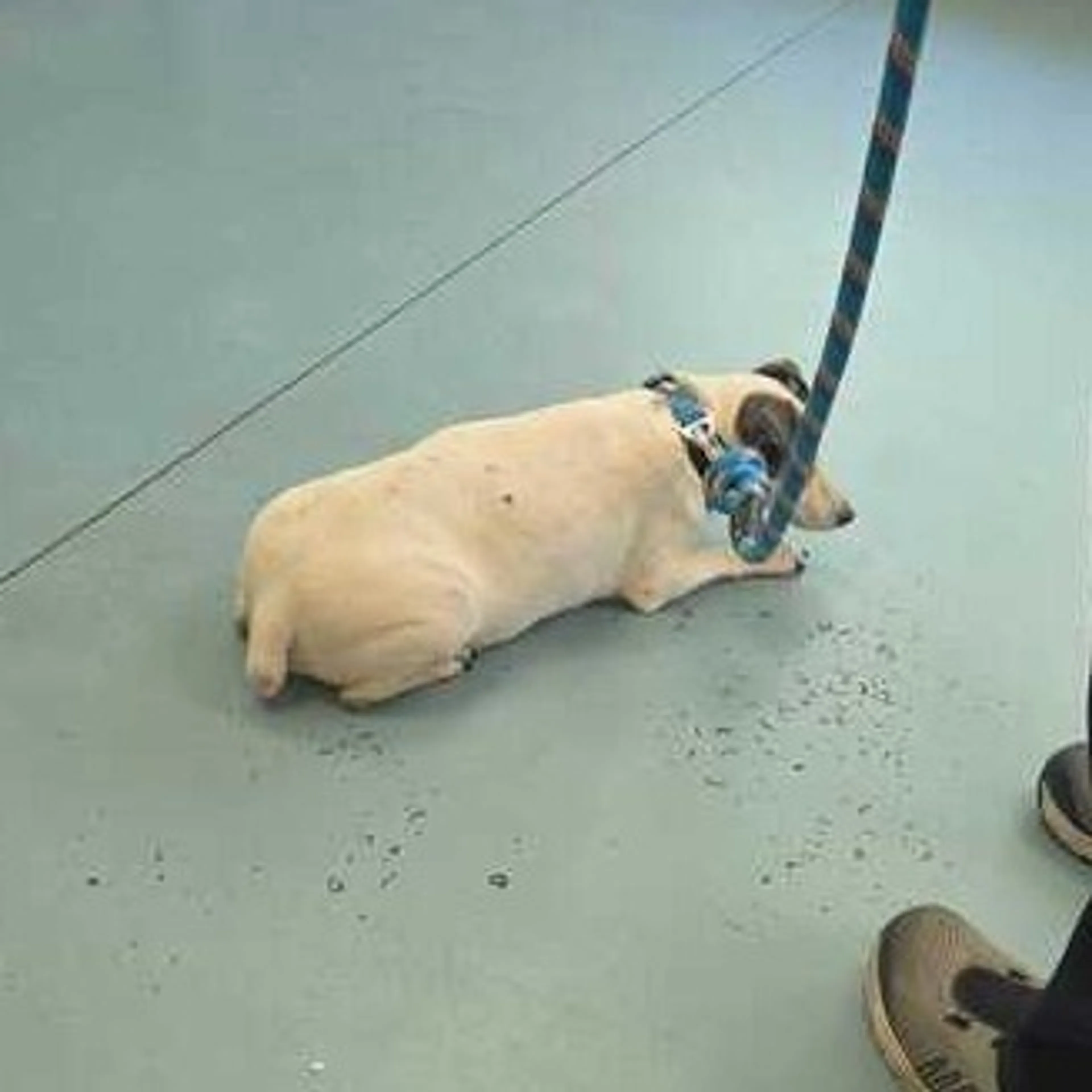 Found pet-2