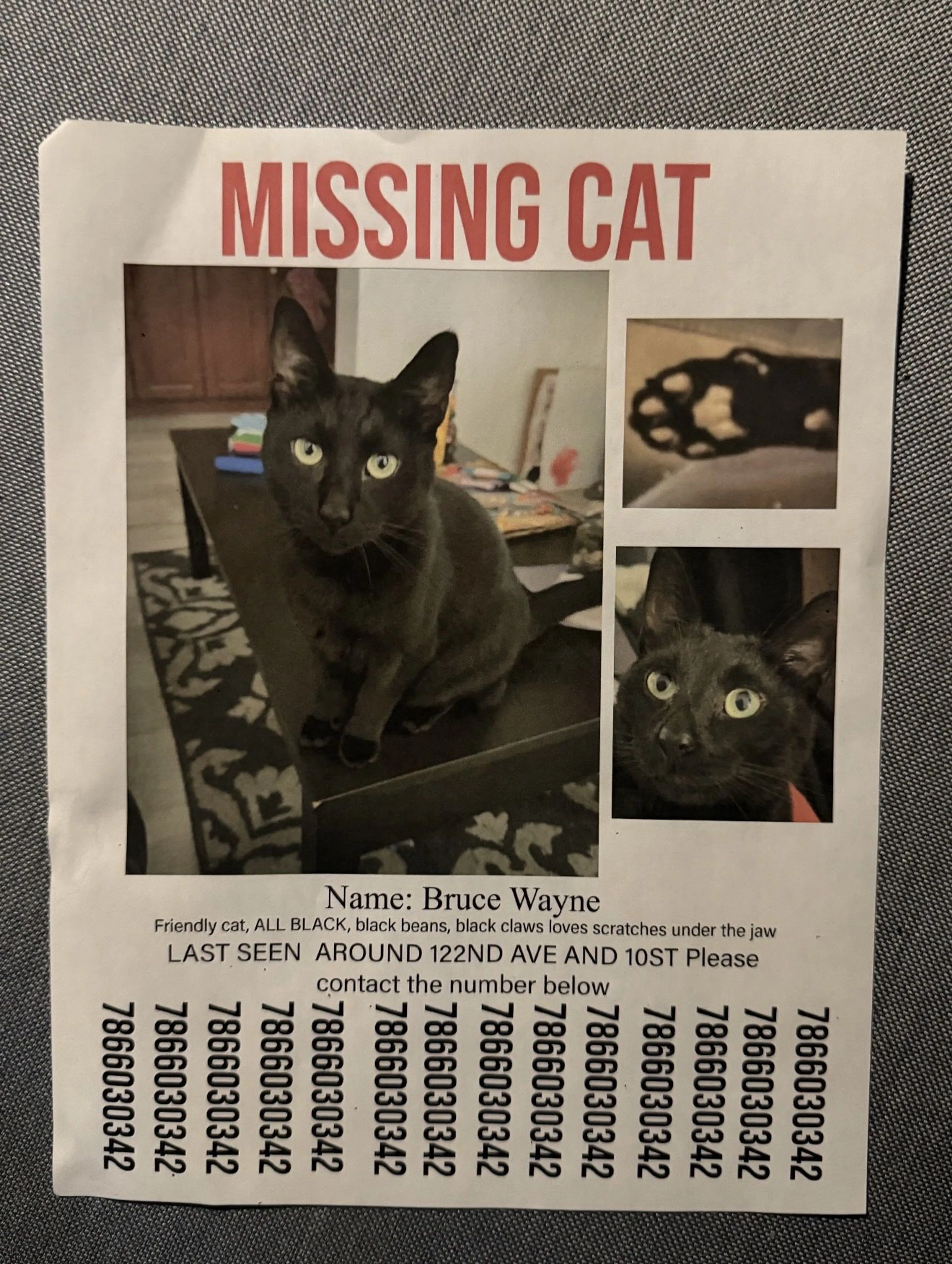 Lost pet-0