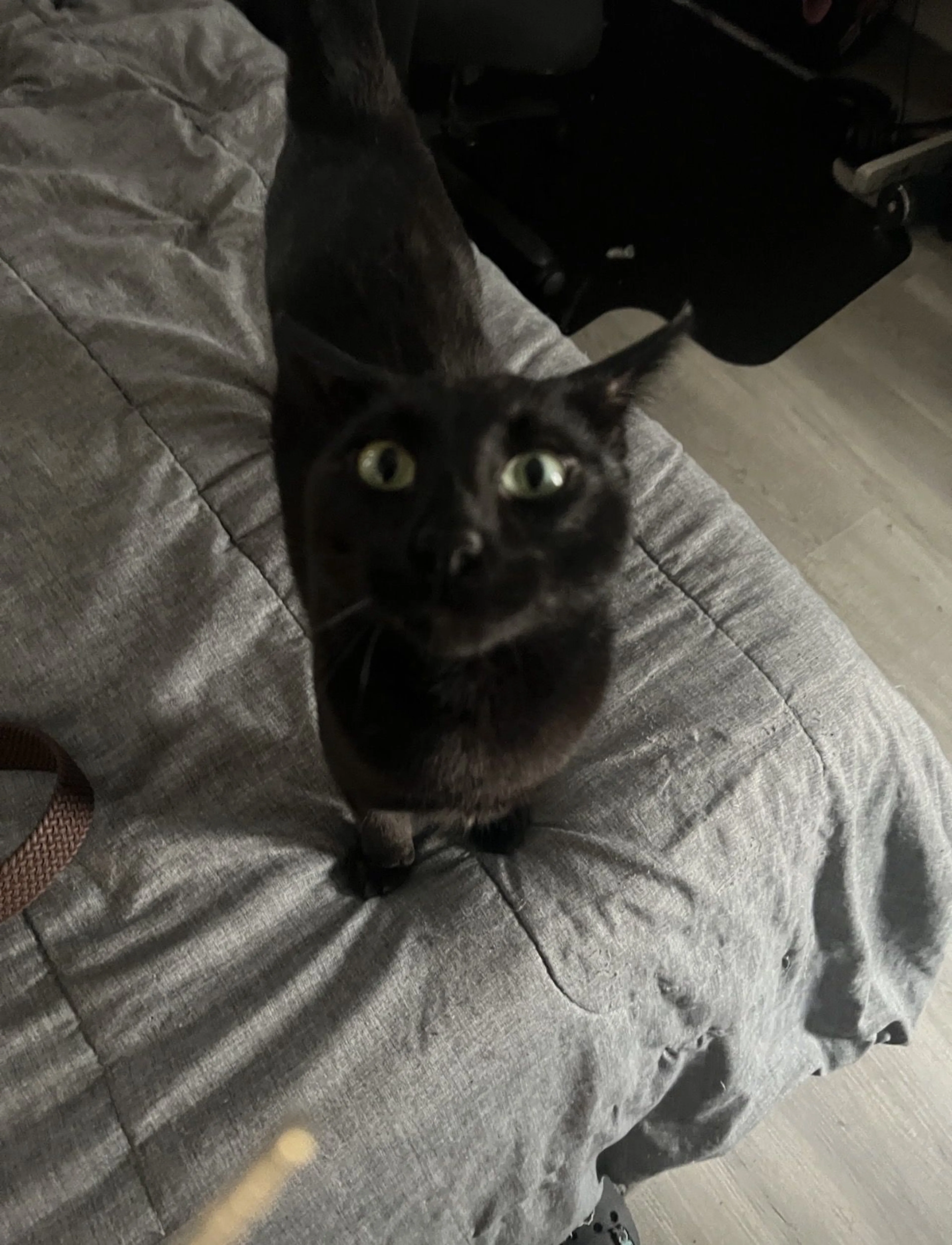 Lost pet-2