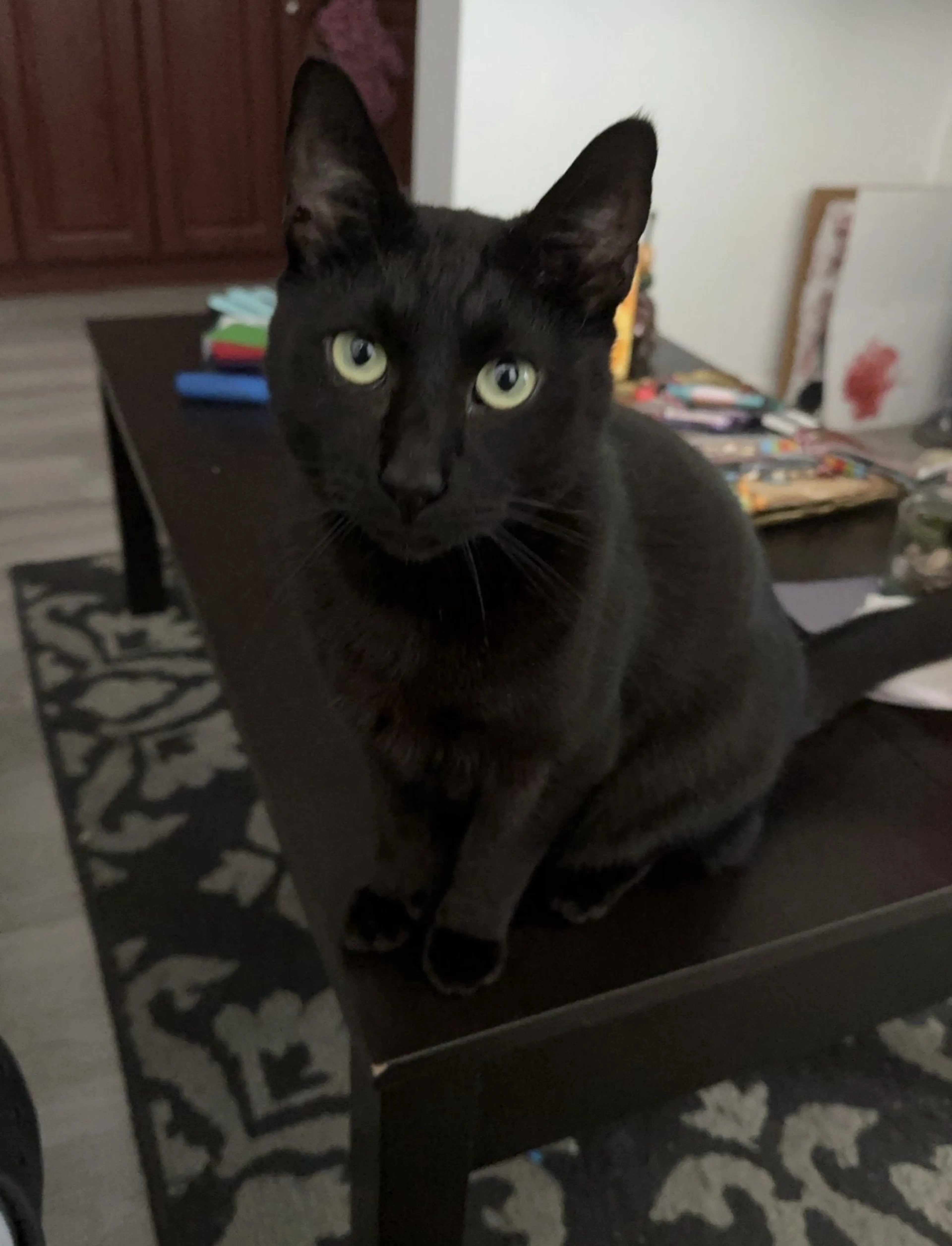 Lost pet-1