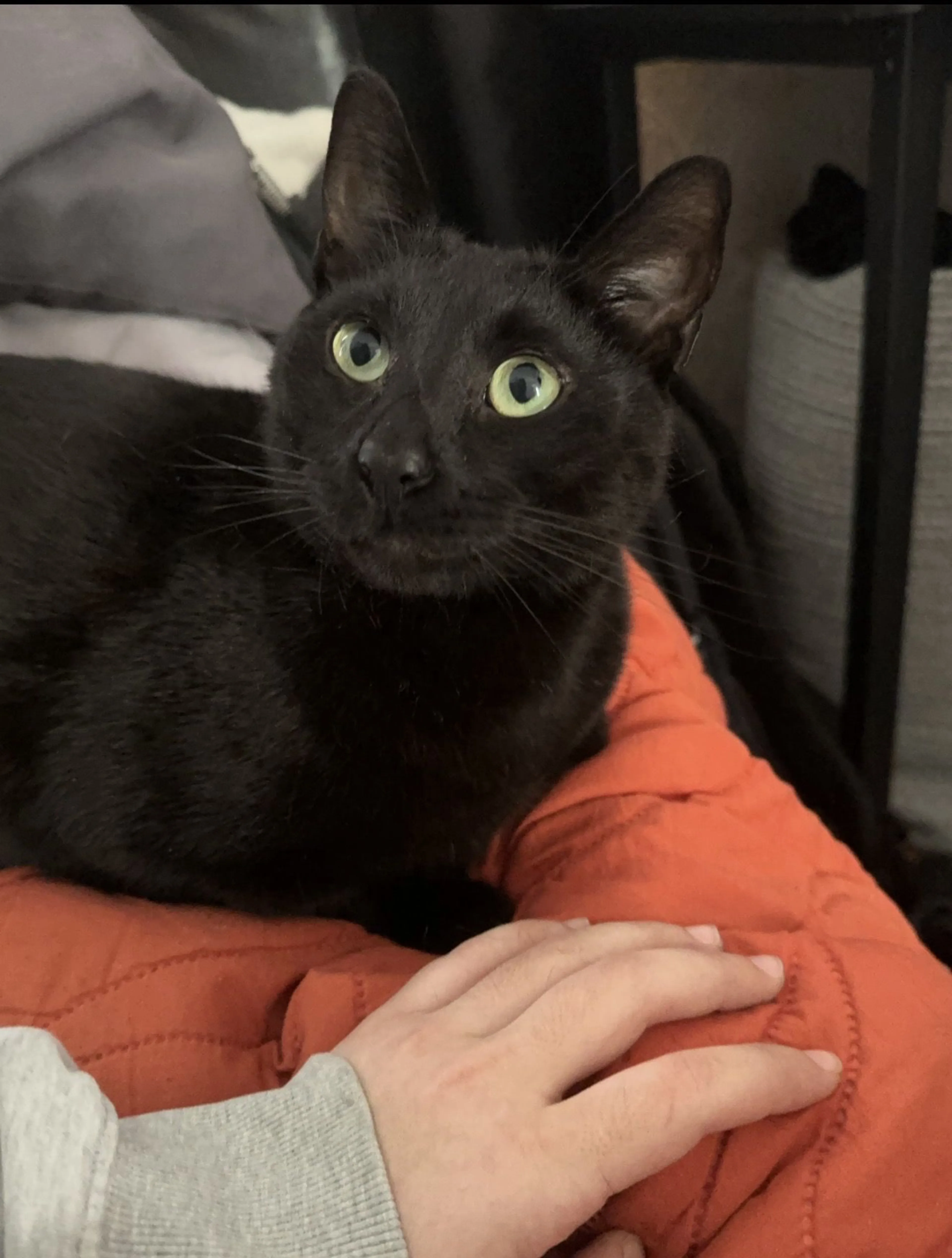 Lost pet-3