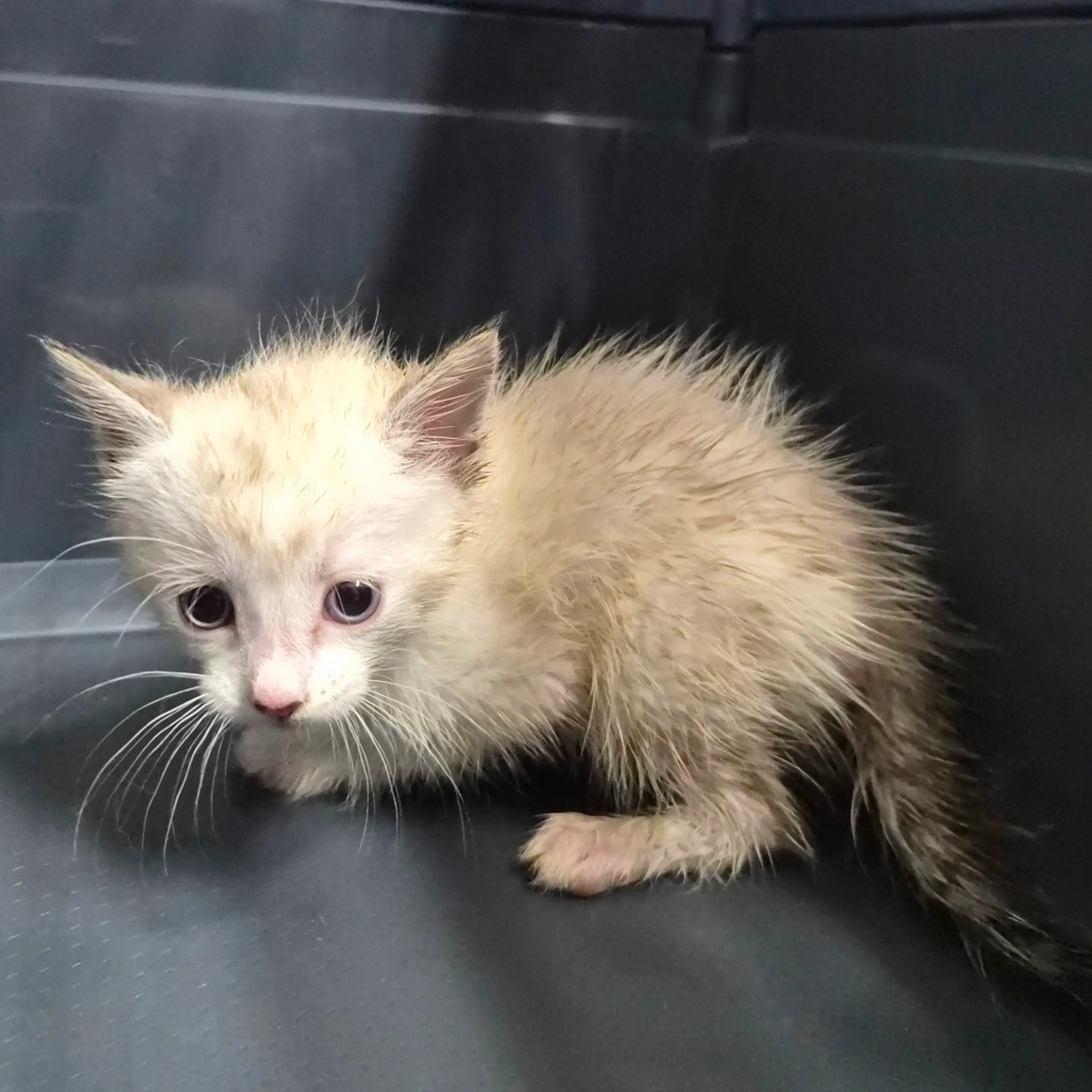 Found pet