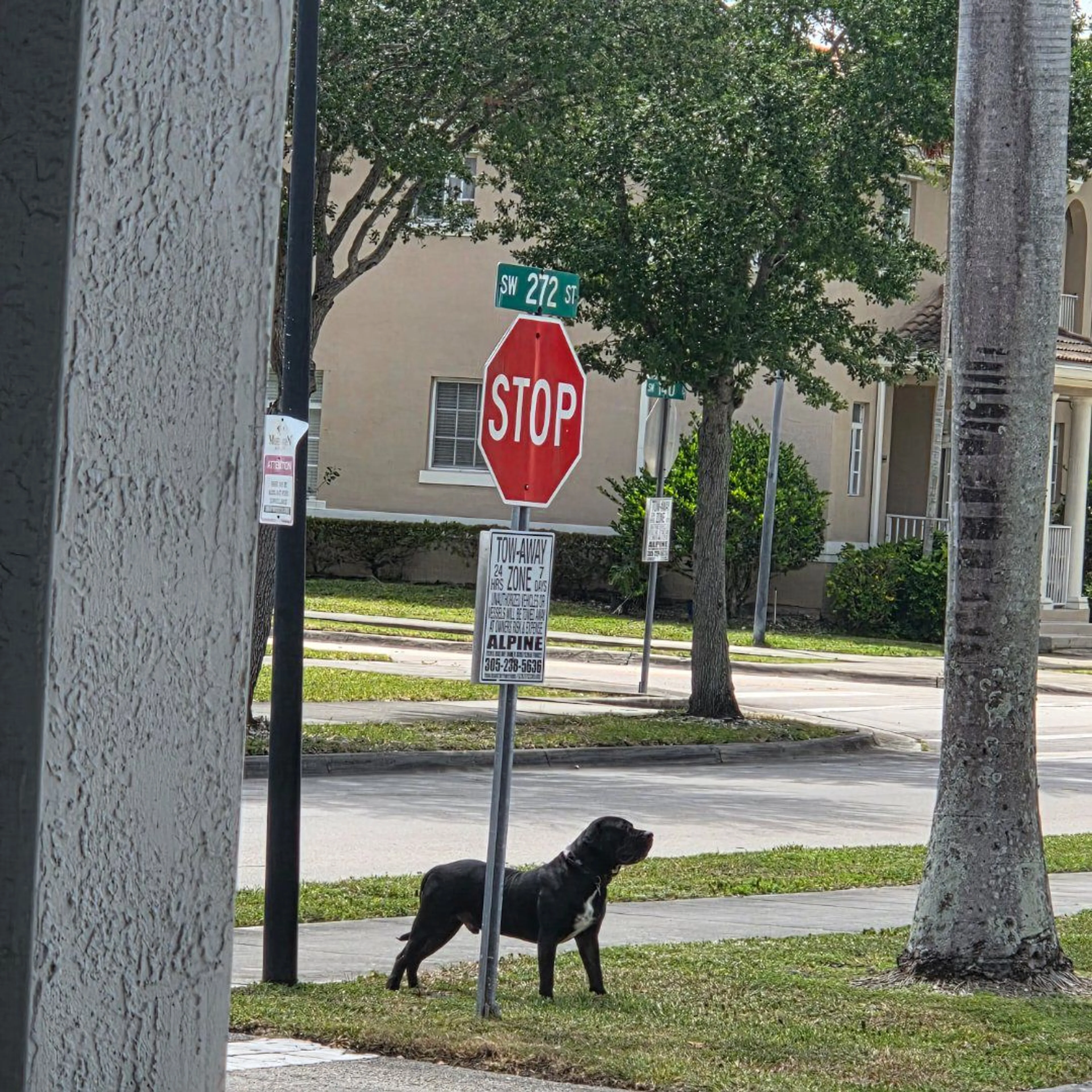 Lost pet
