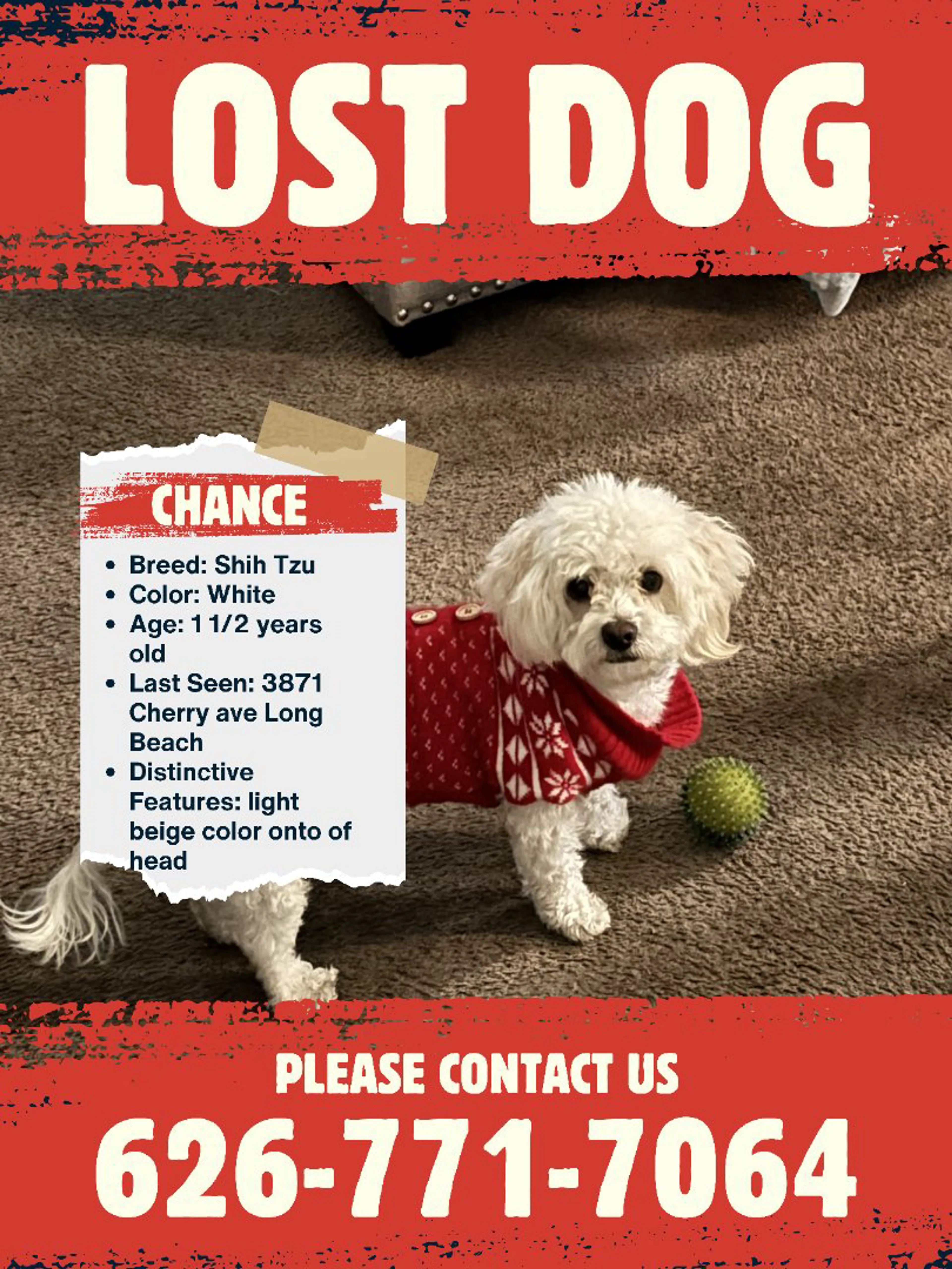 Lost pet