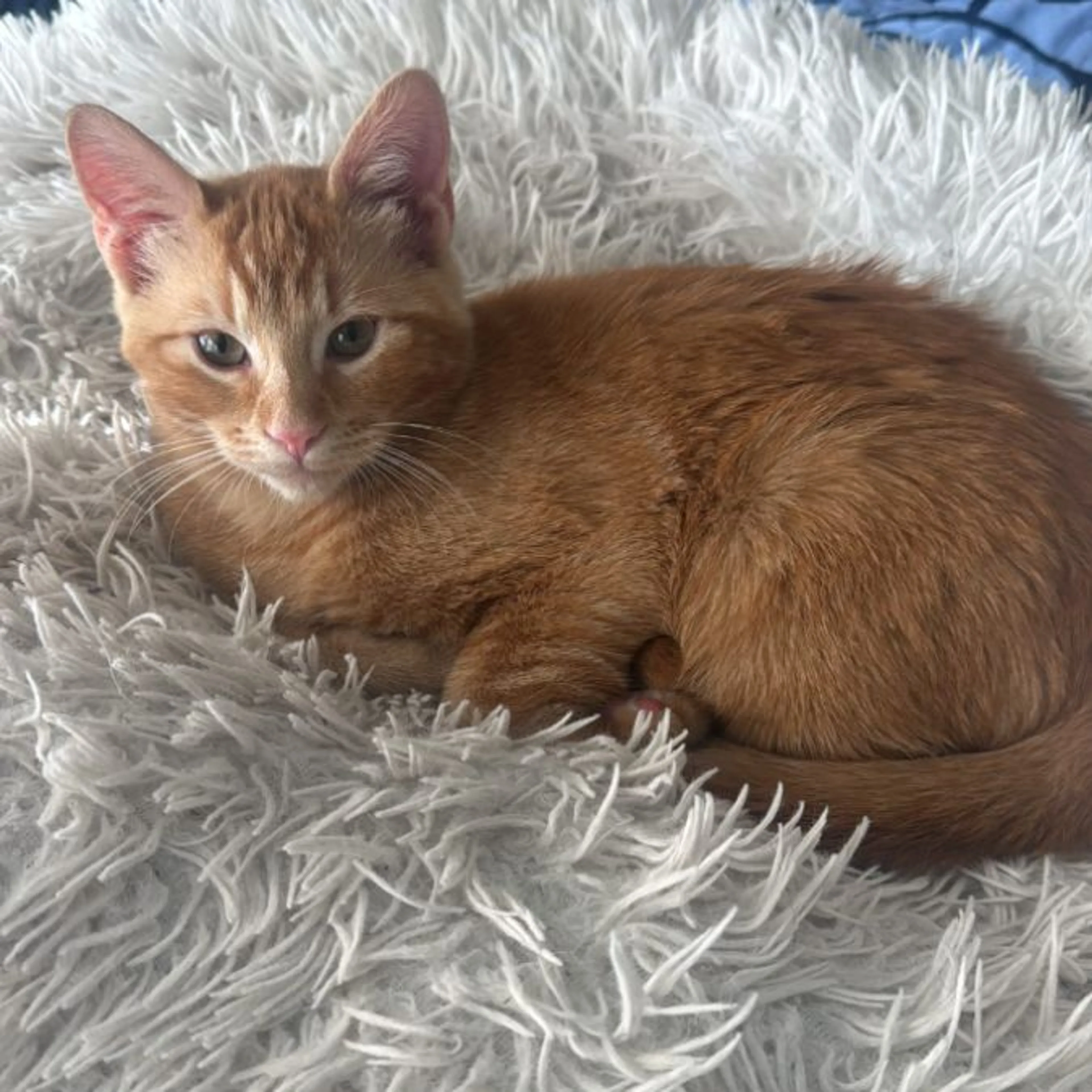 Lost pet