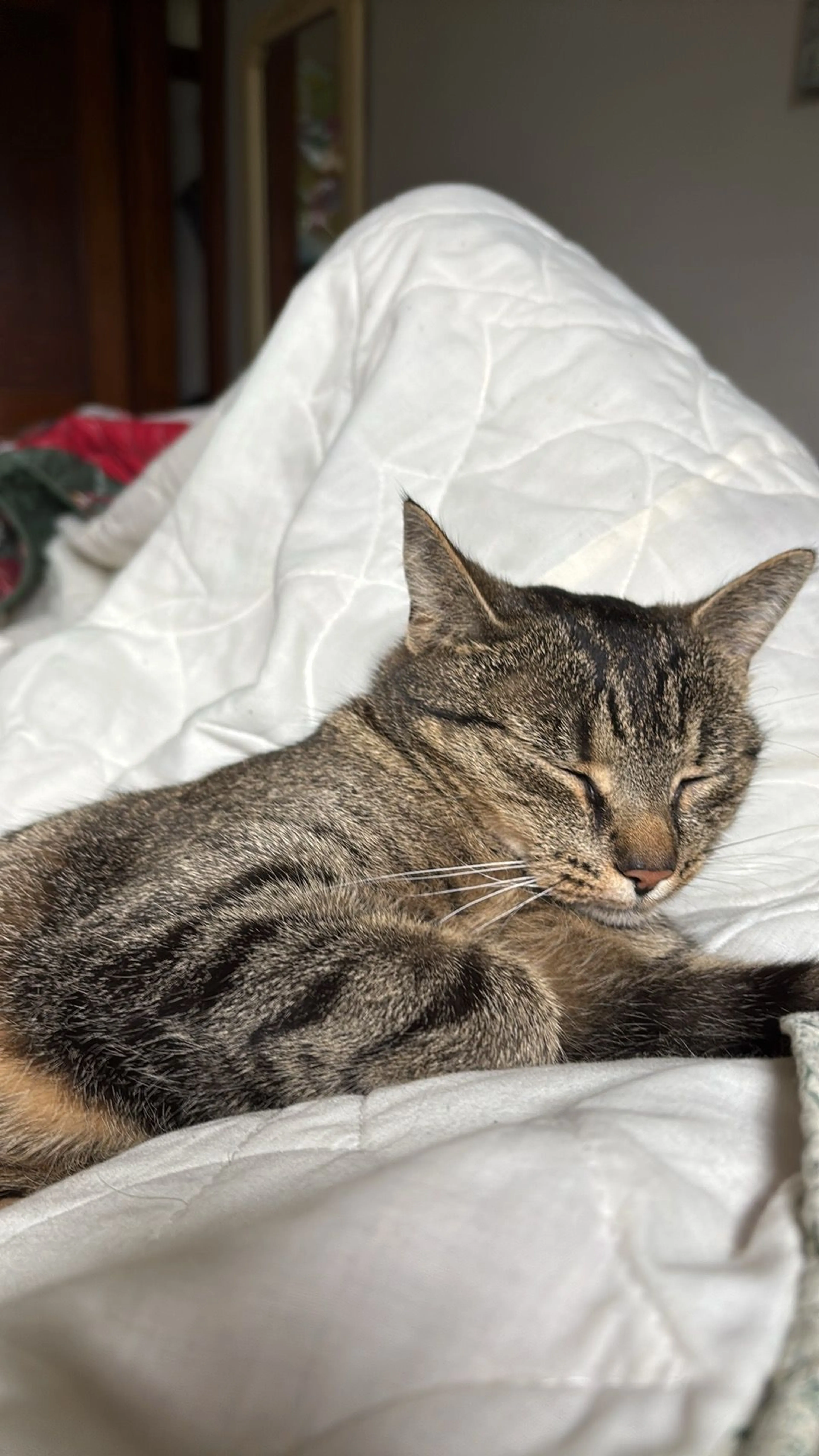 Lost pet-0