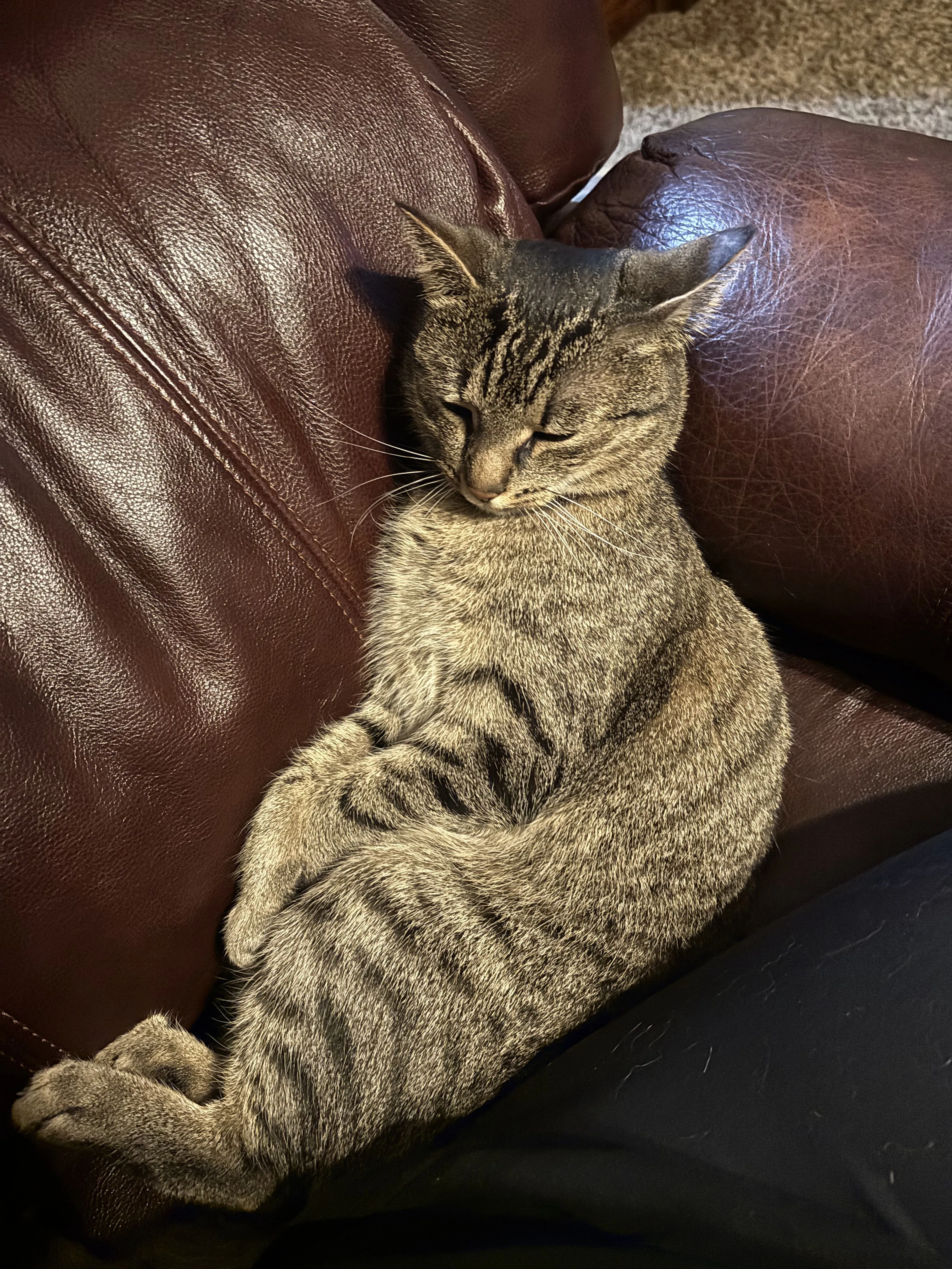 Lost pet-3