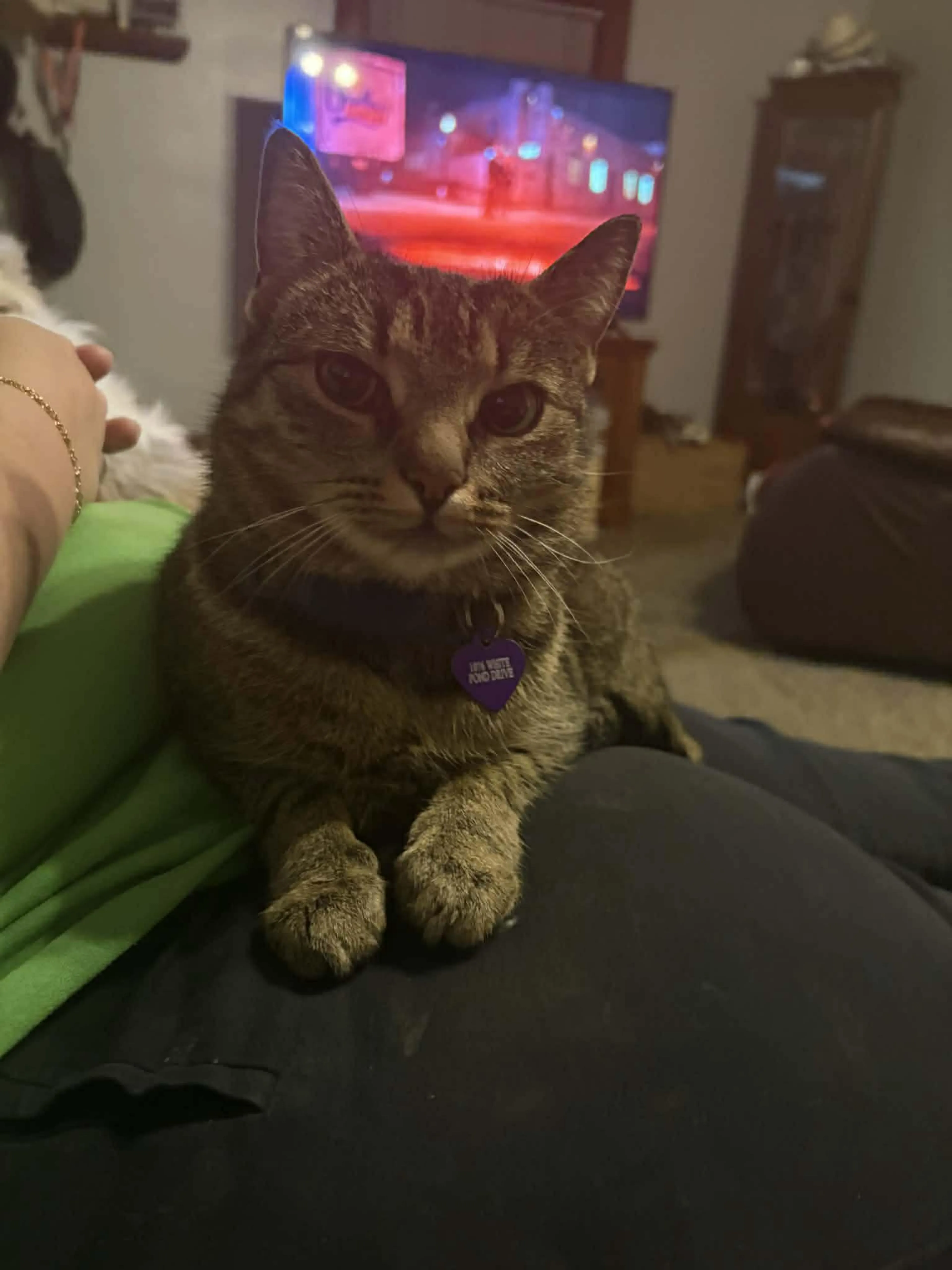 Lost pet-2