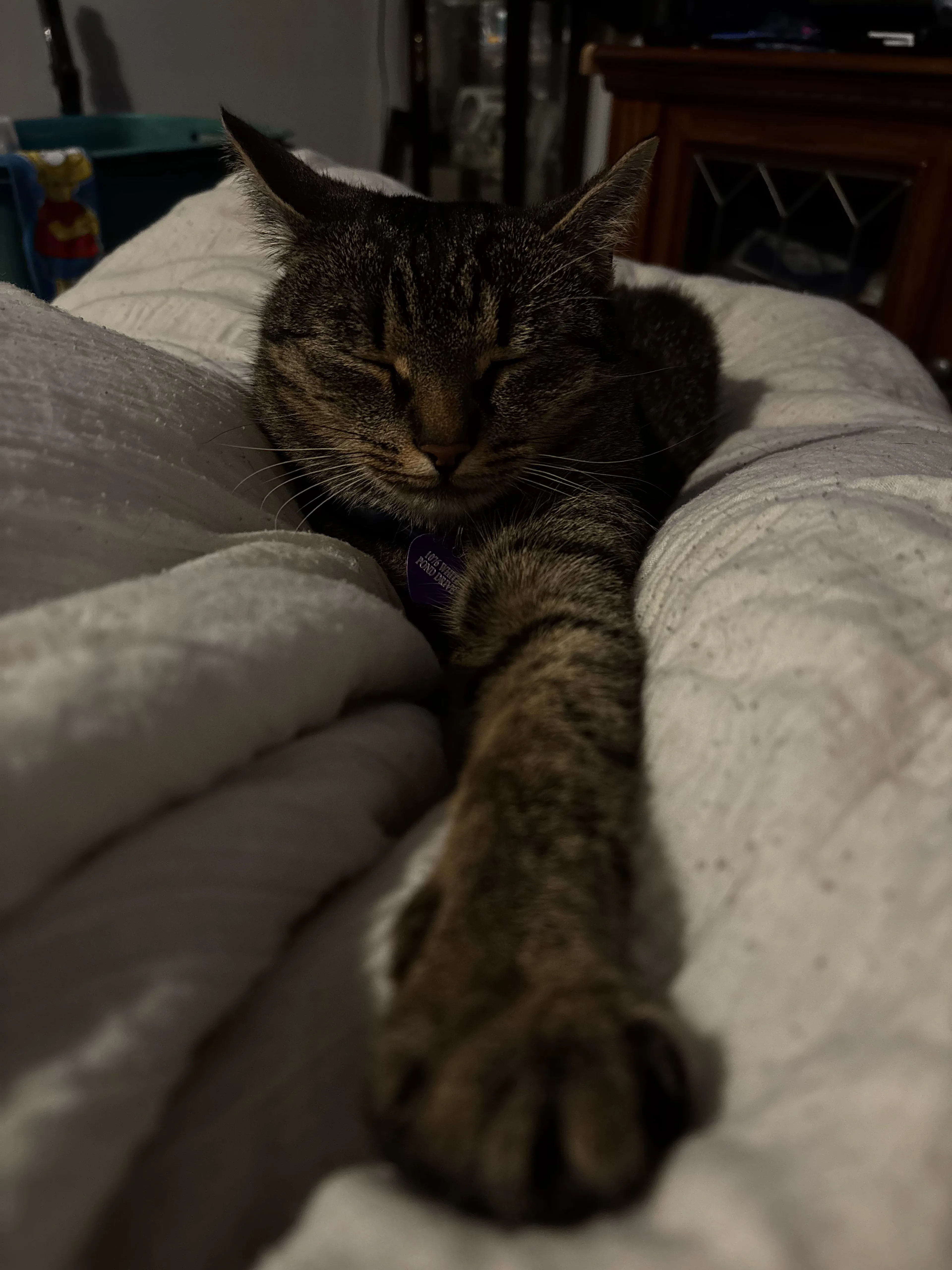 Lost pet-1