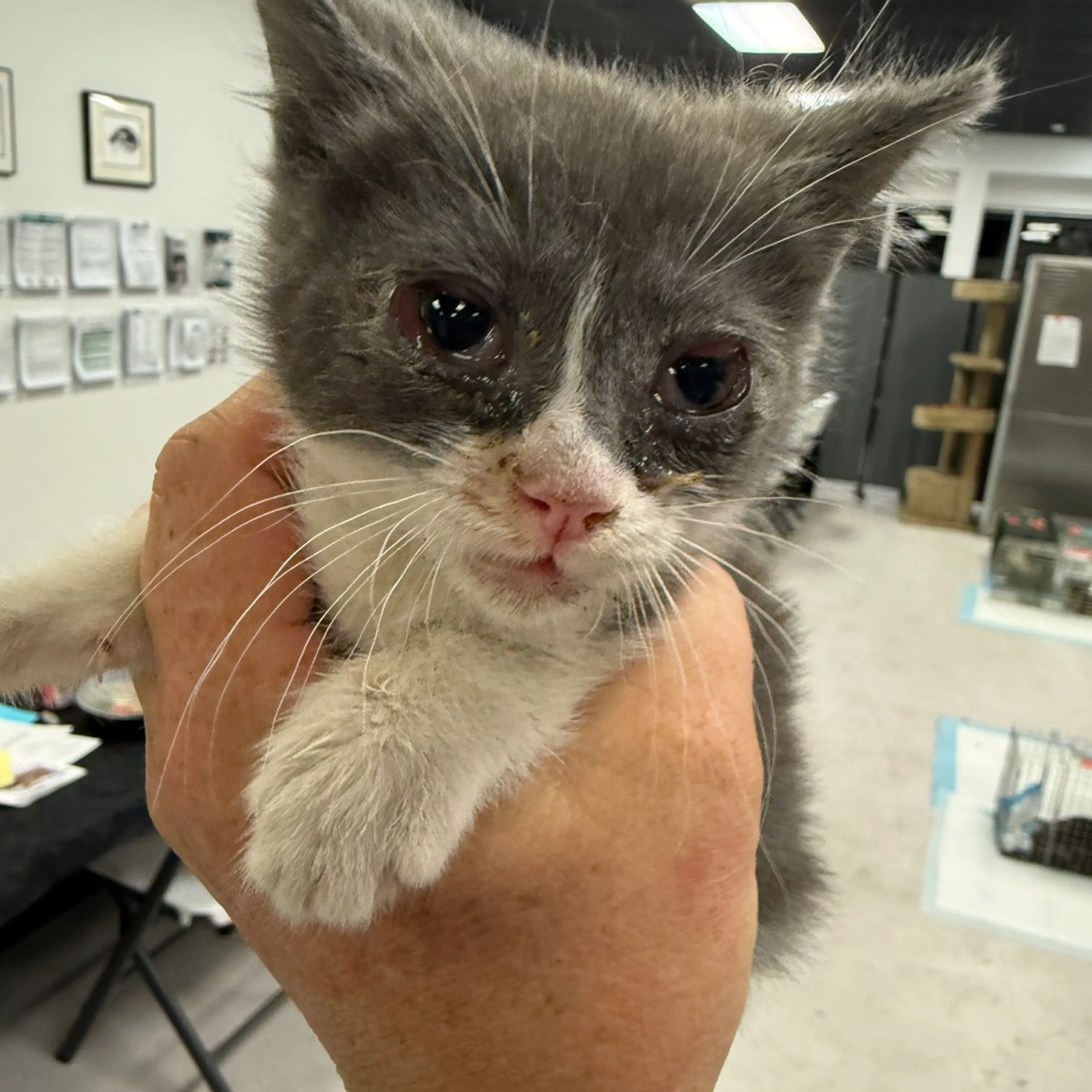 Found pet