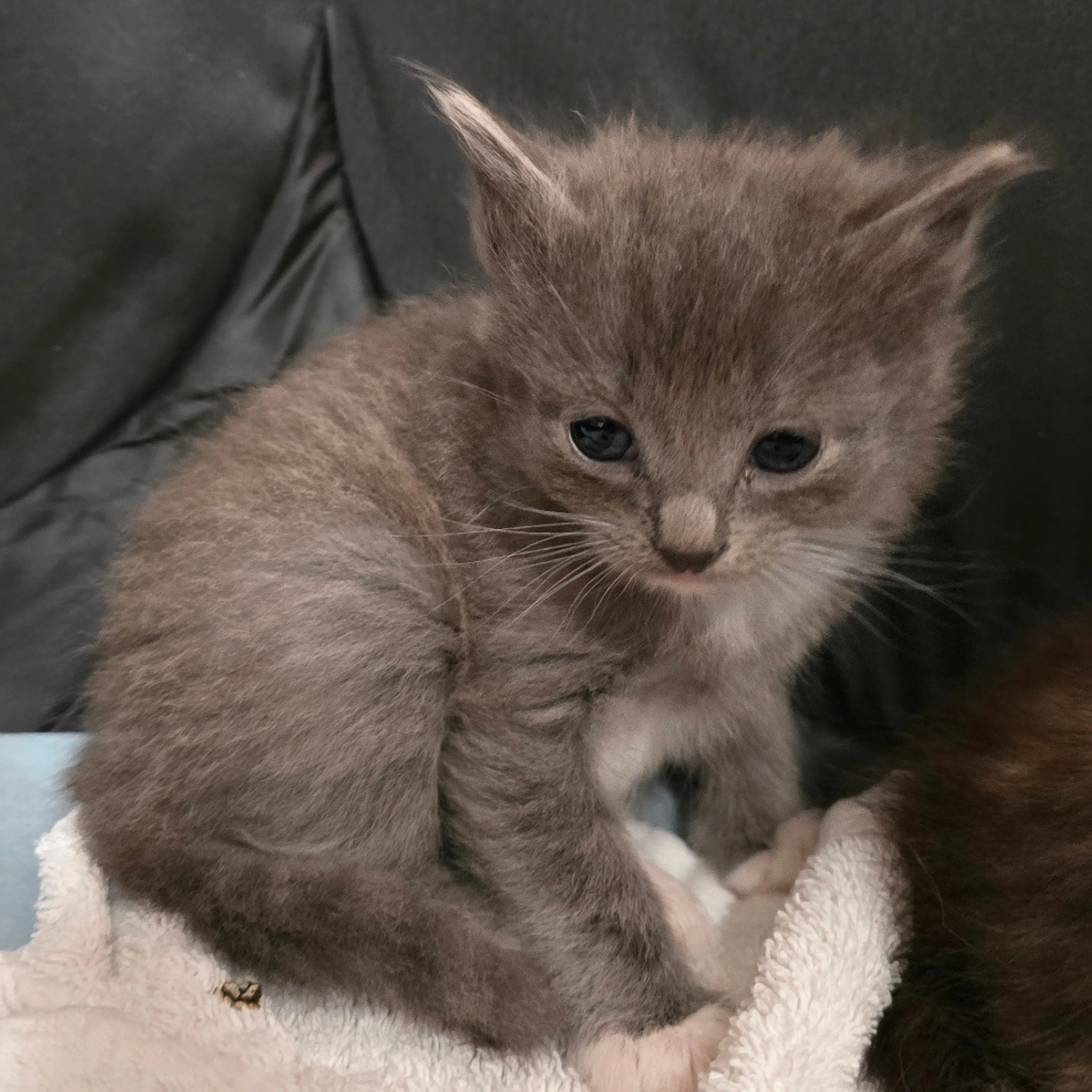 Found pet