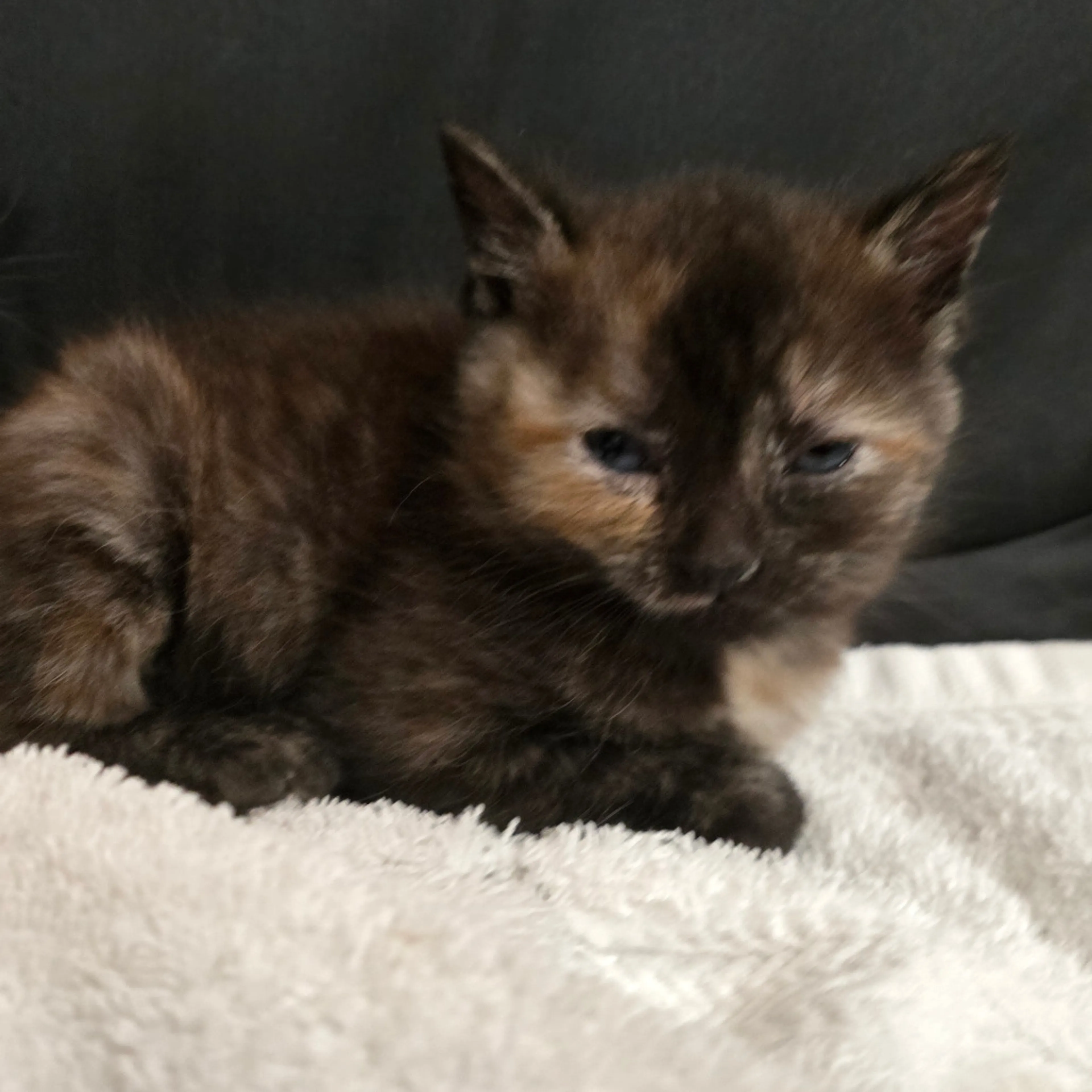 Found pet