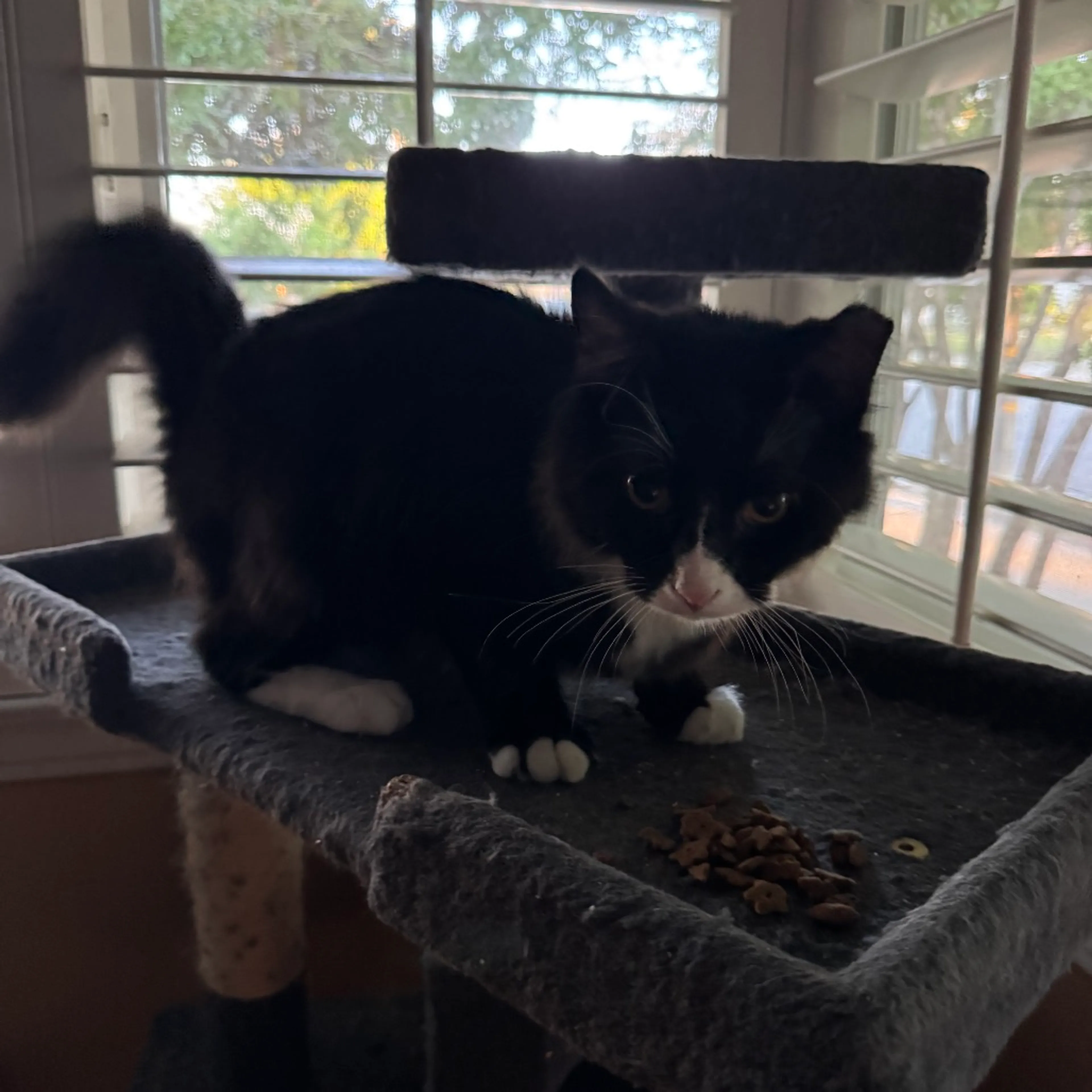 Found pet