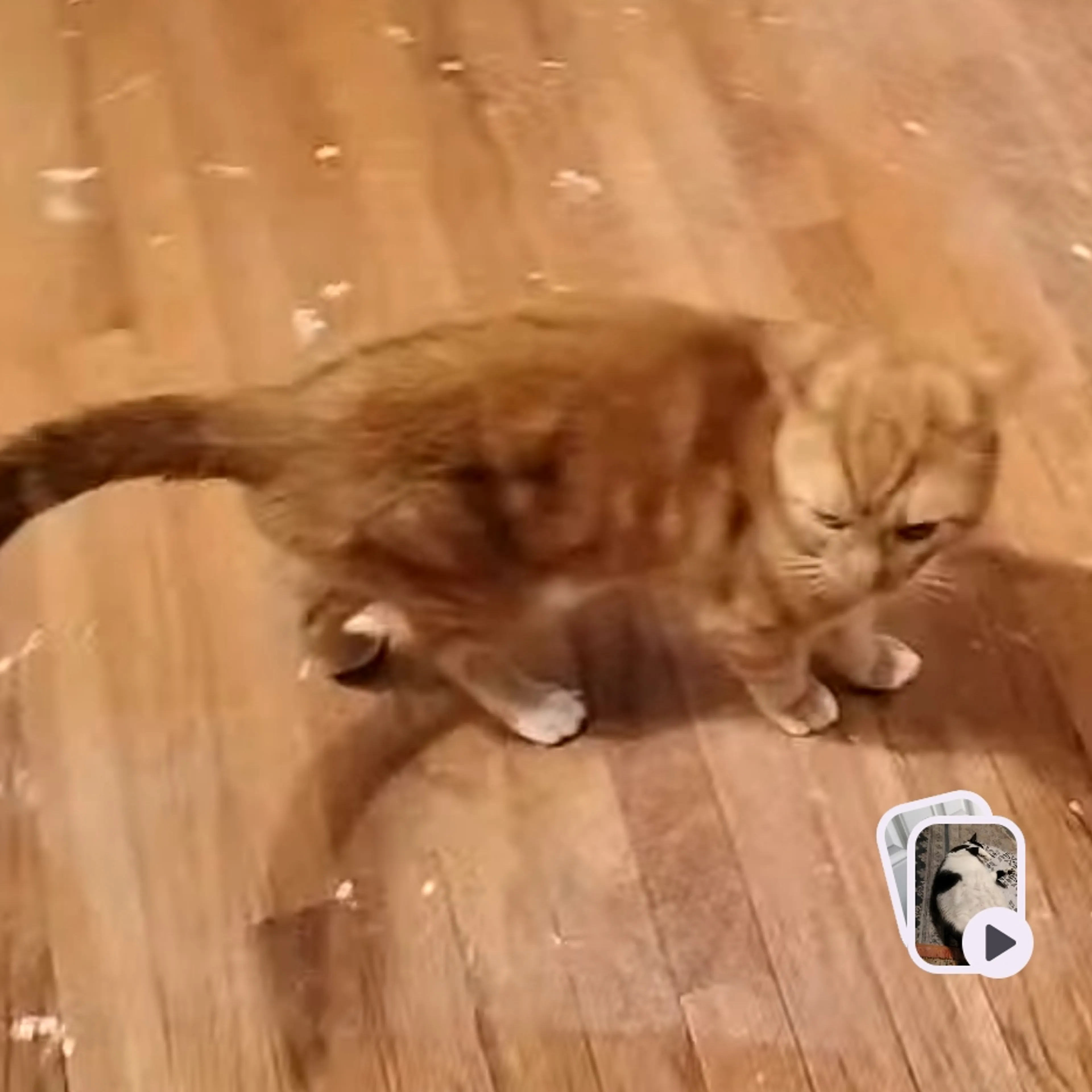 Lost pet-1