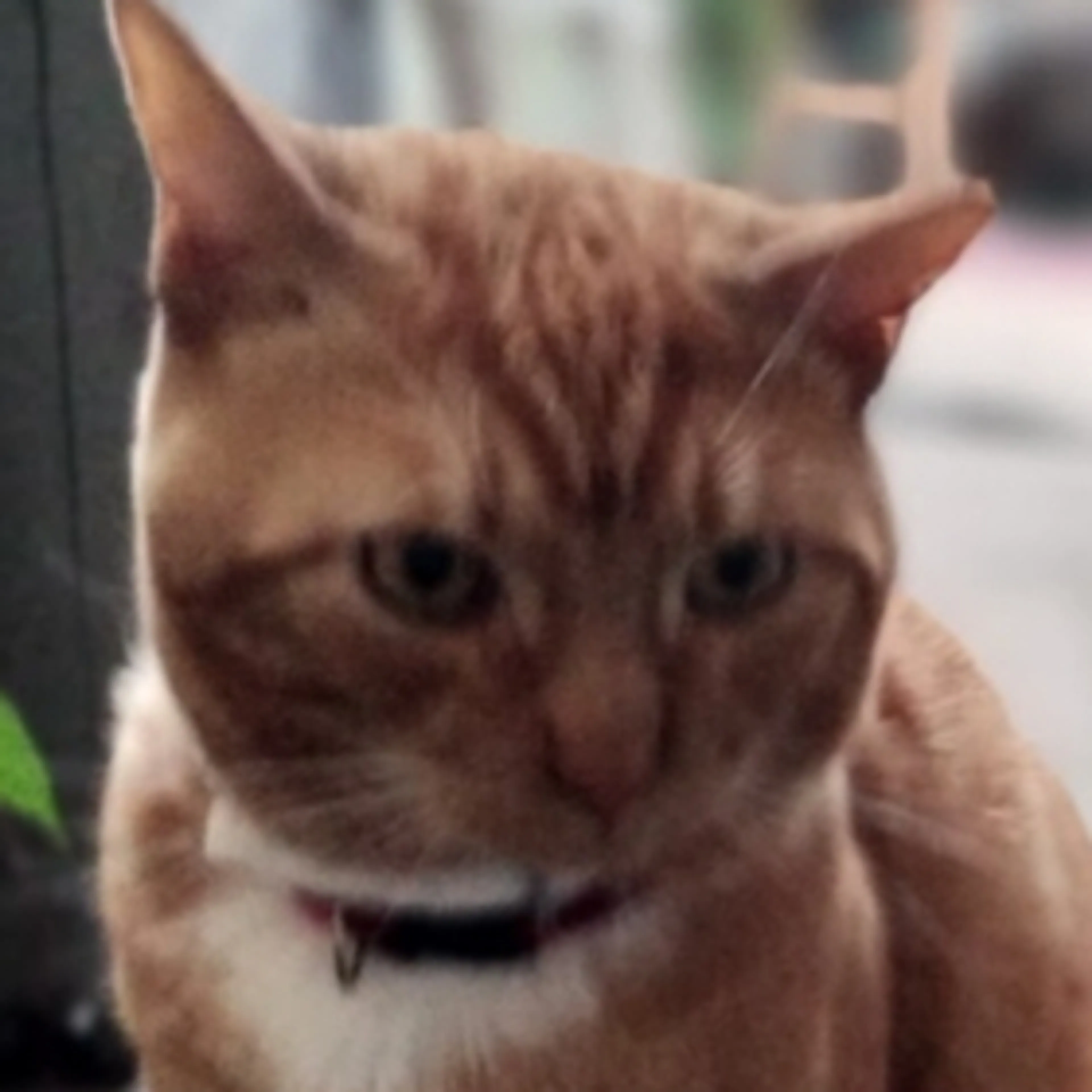 Lost pet-2