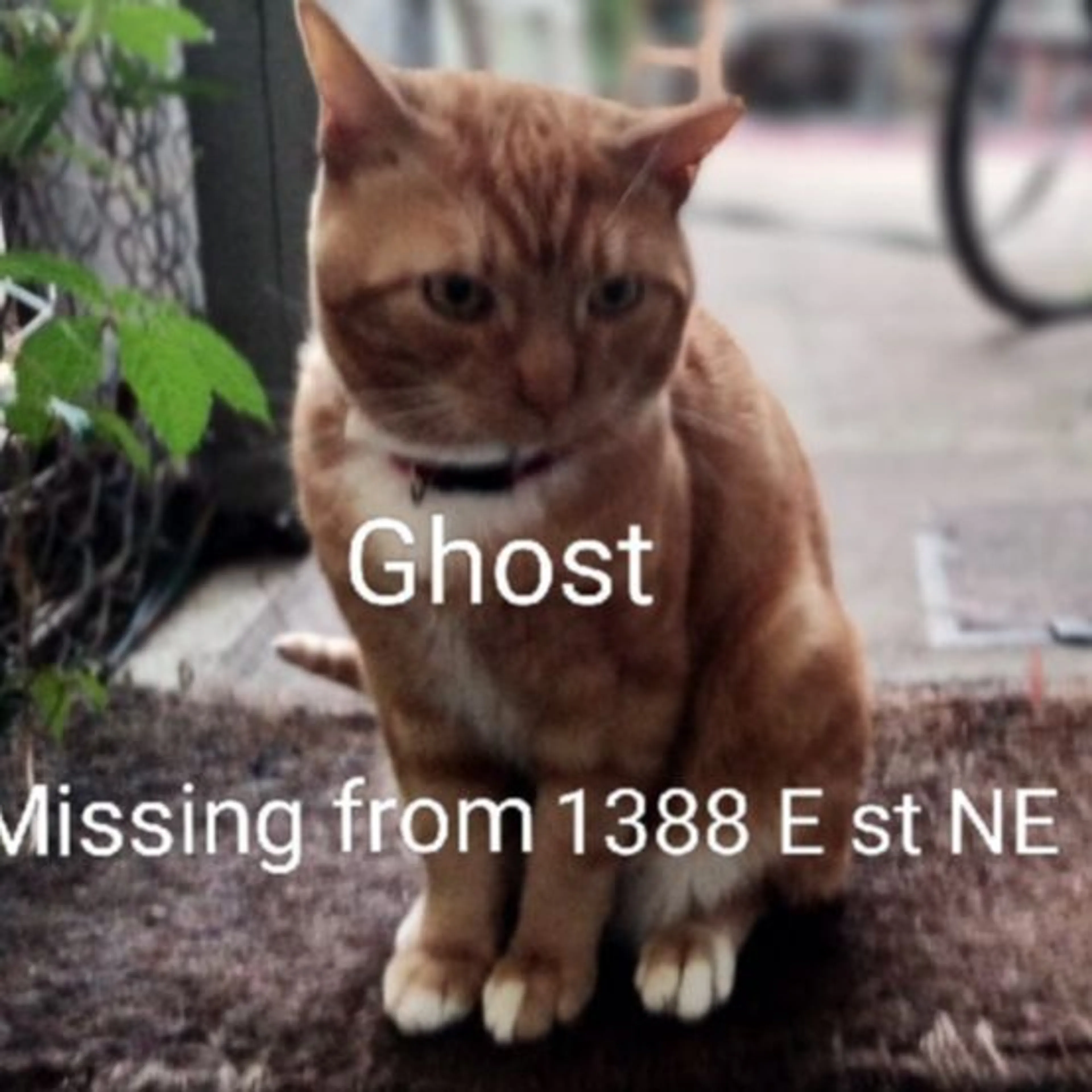 Lost pet-0