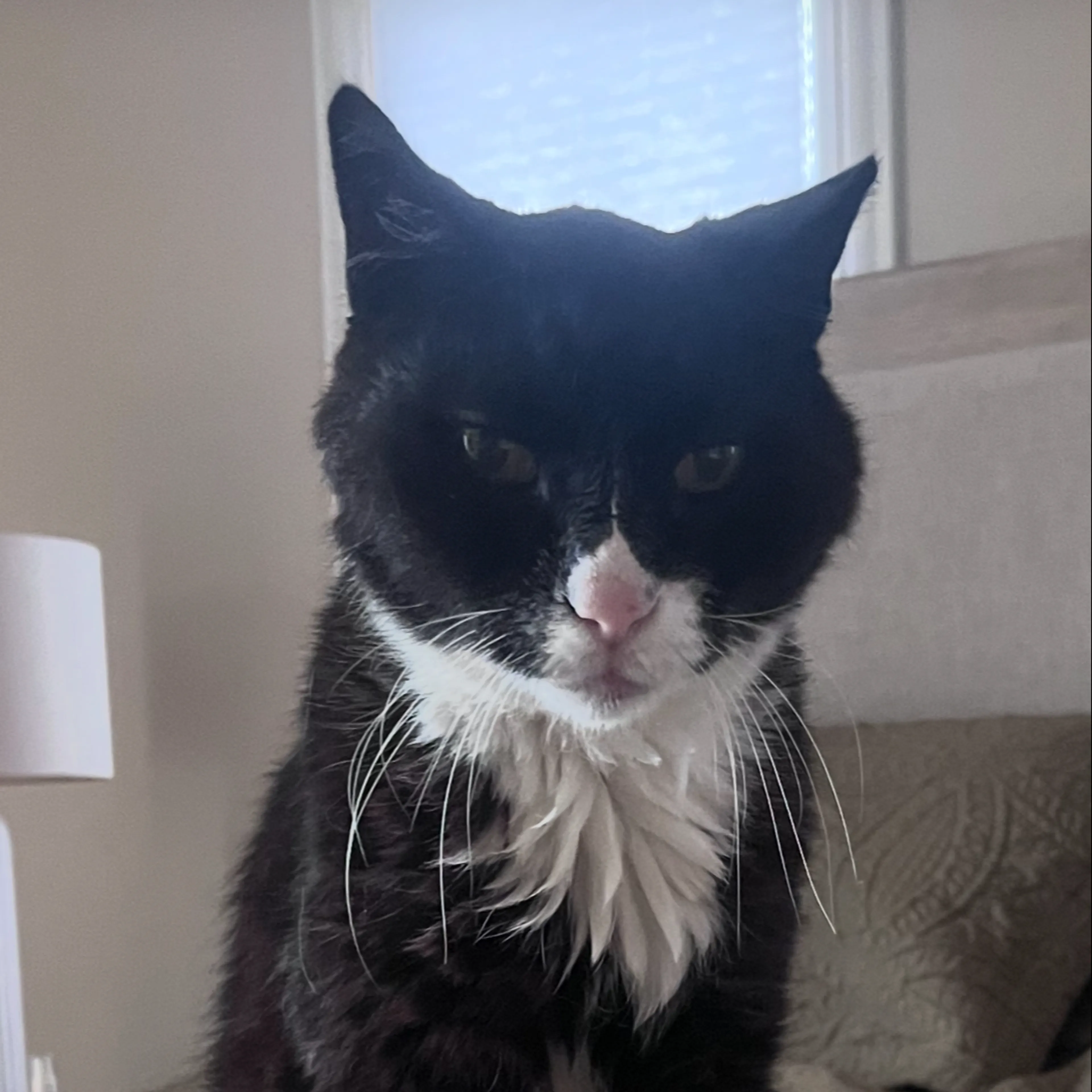 Lost pet-0