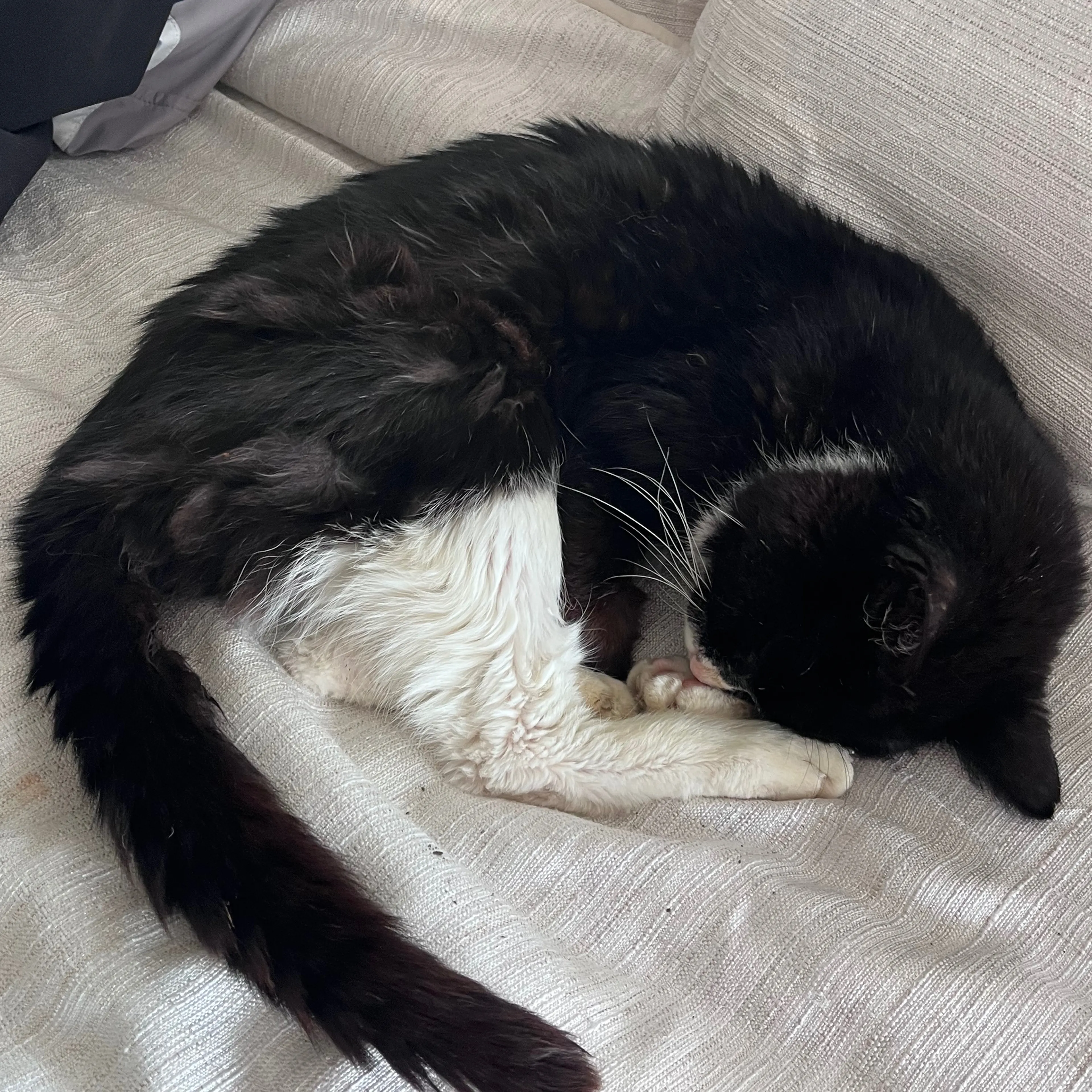 Lost pet-2