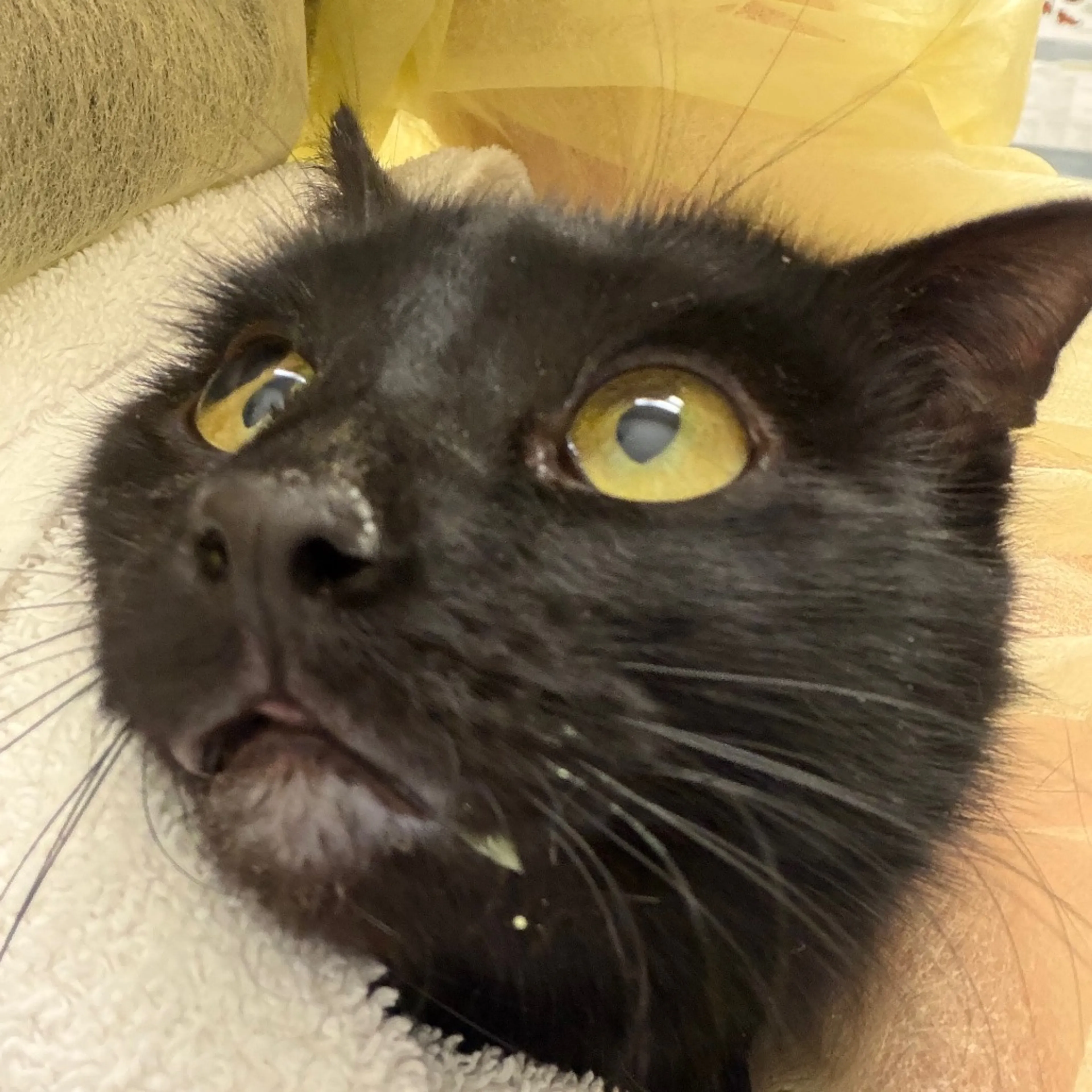Found pet
