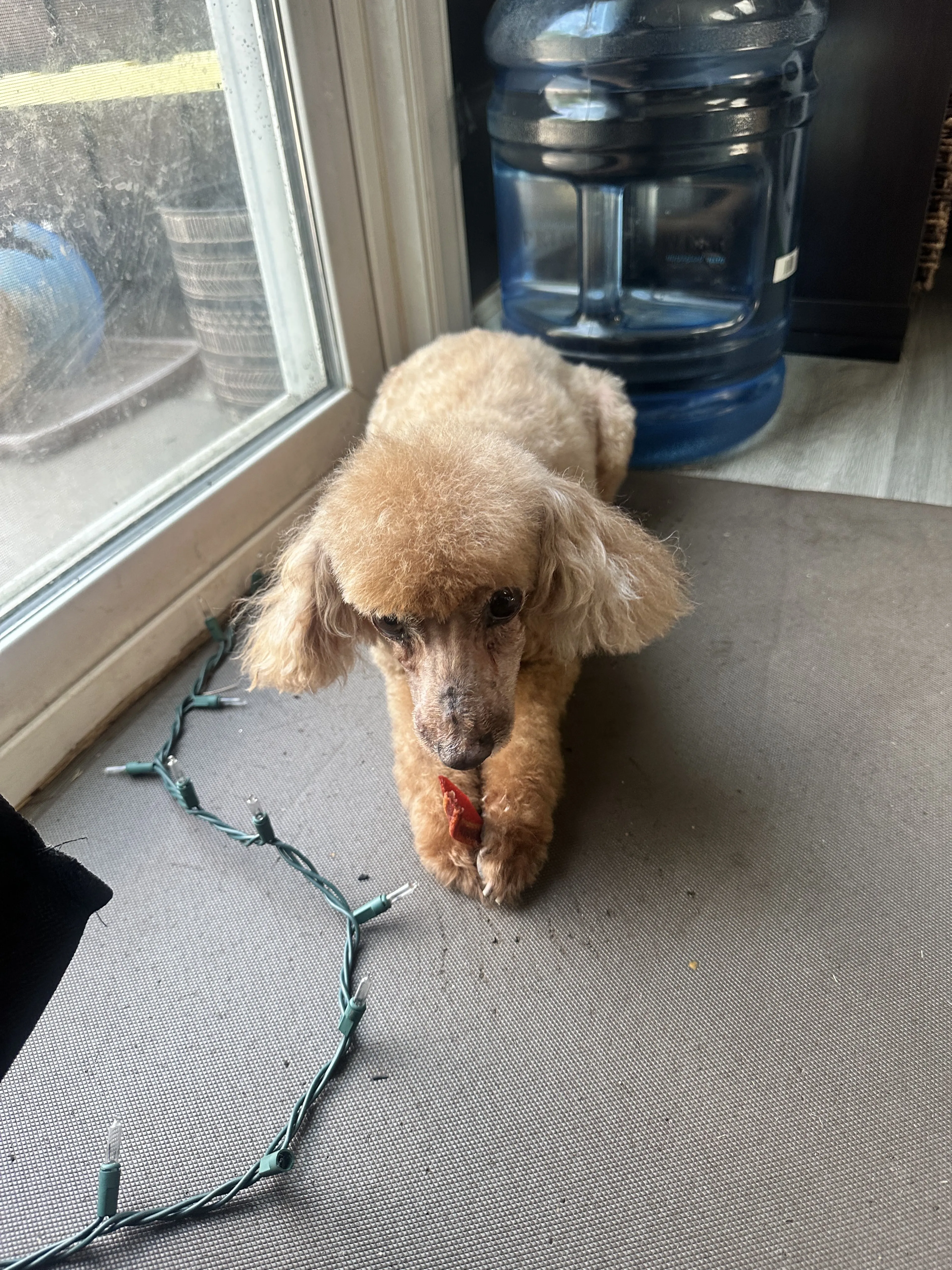 Lost pet-1