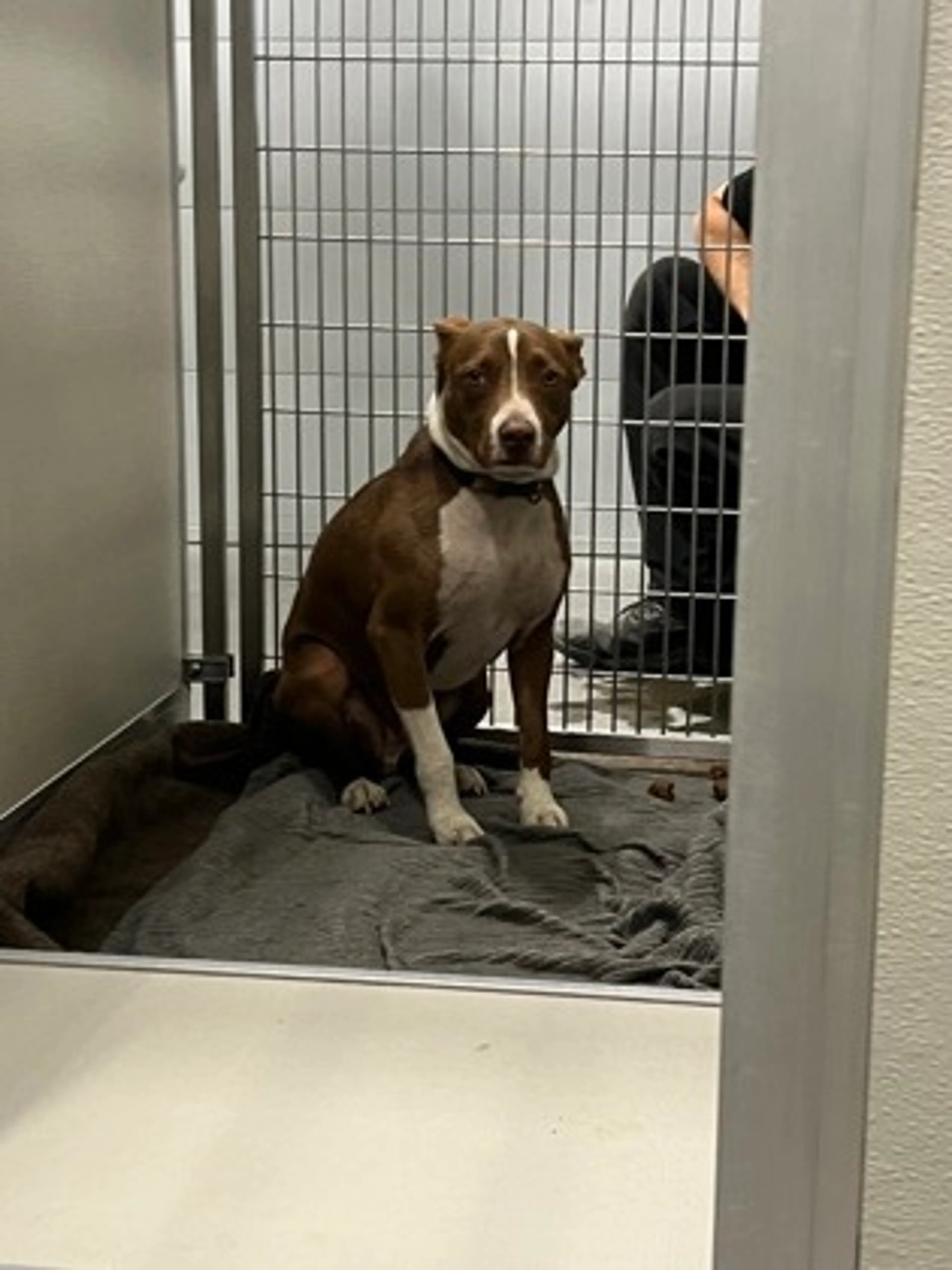 Found pet