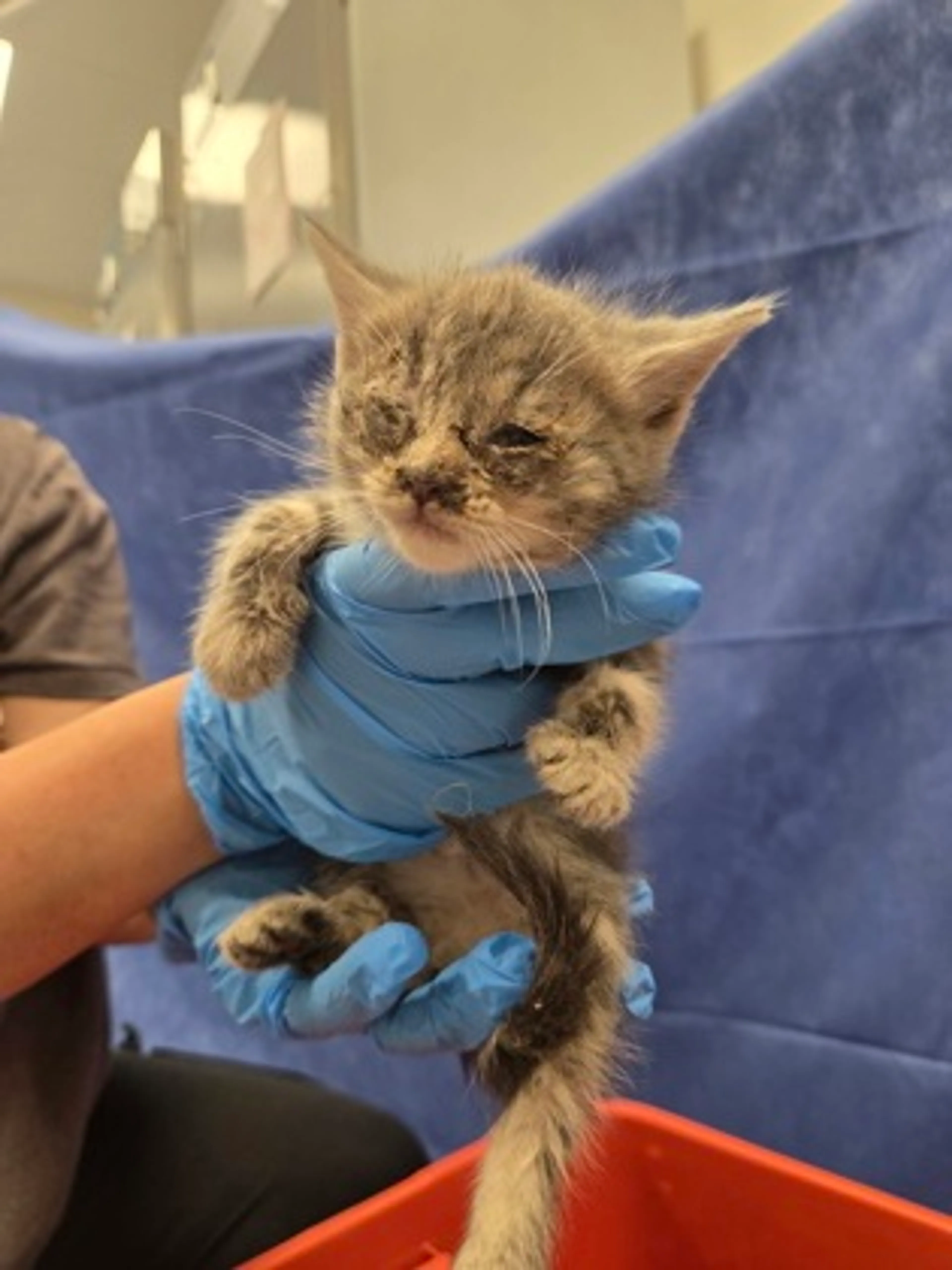 Found pet-1