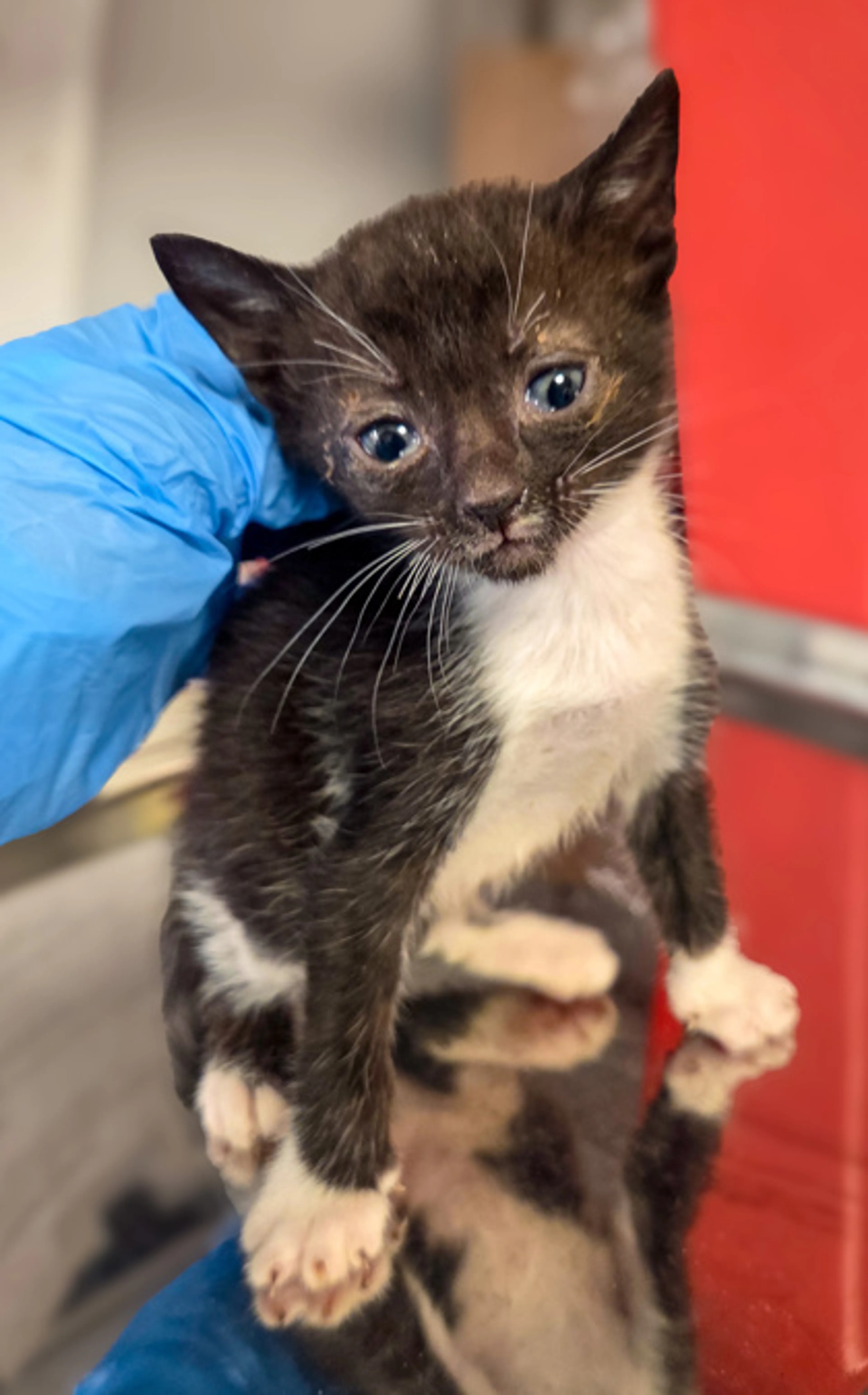 Found pet-1