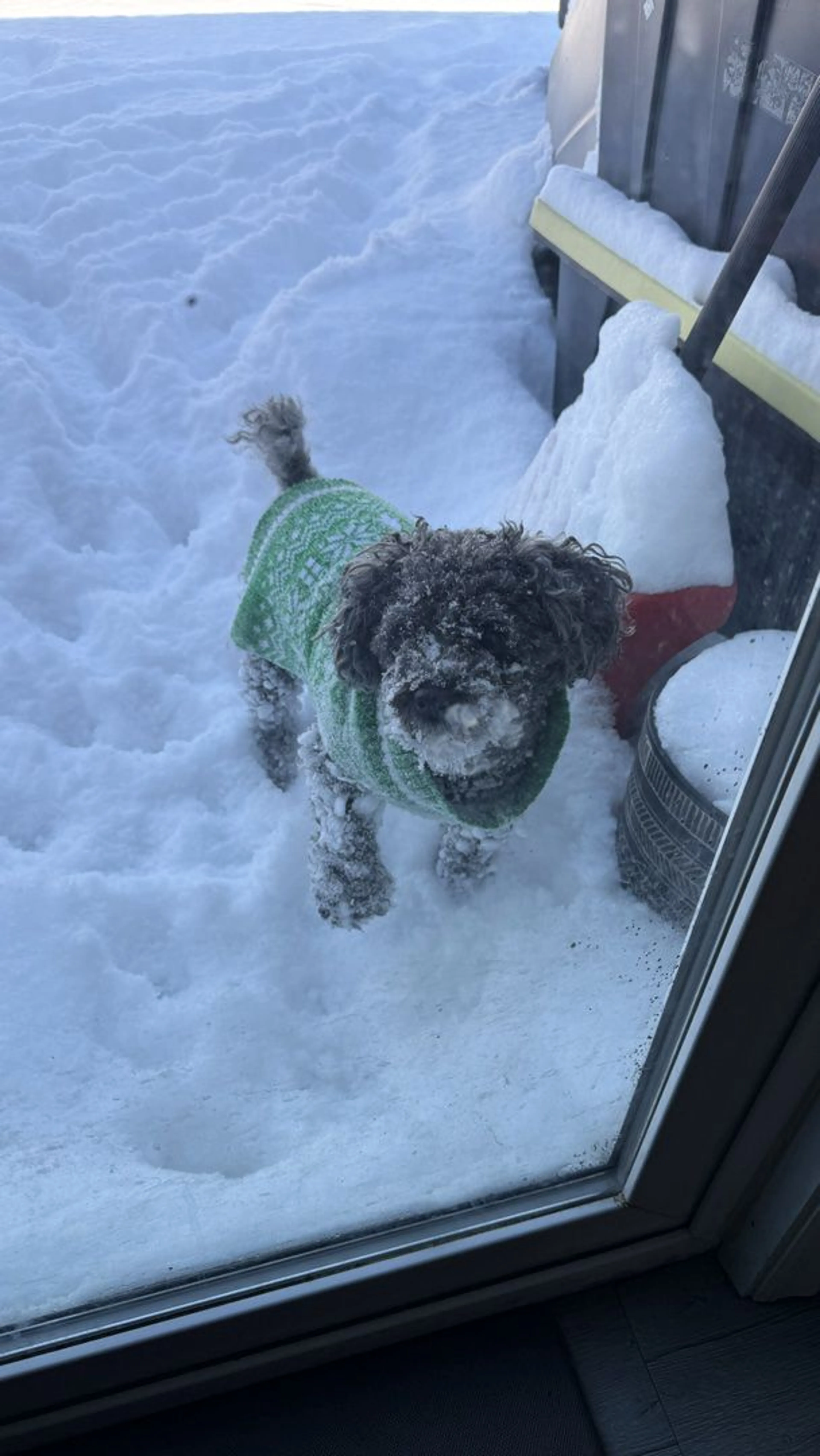 Lost pet-0