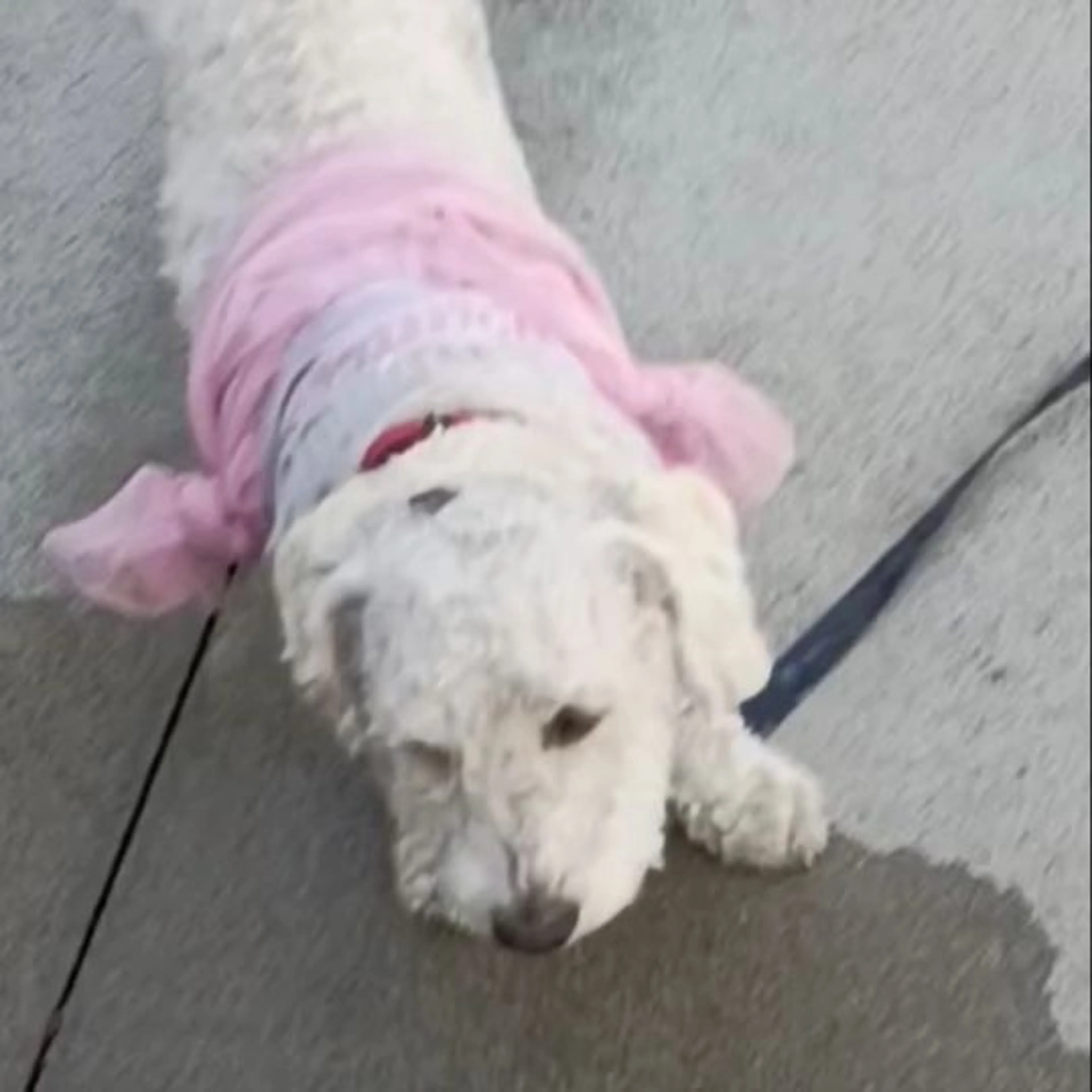 Lost pet