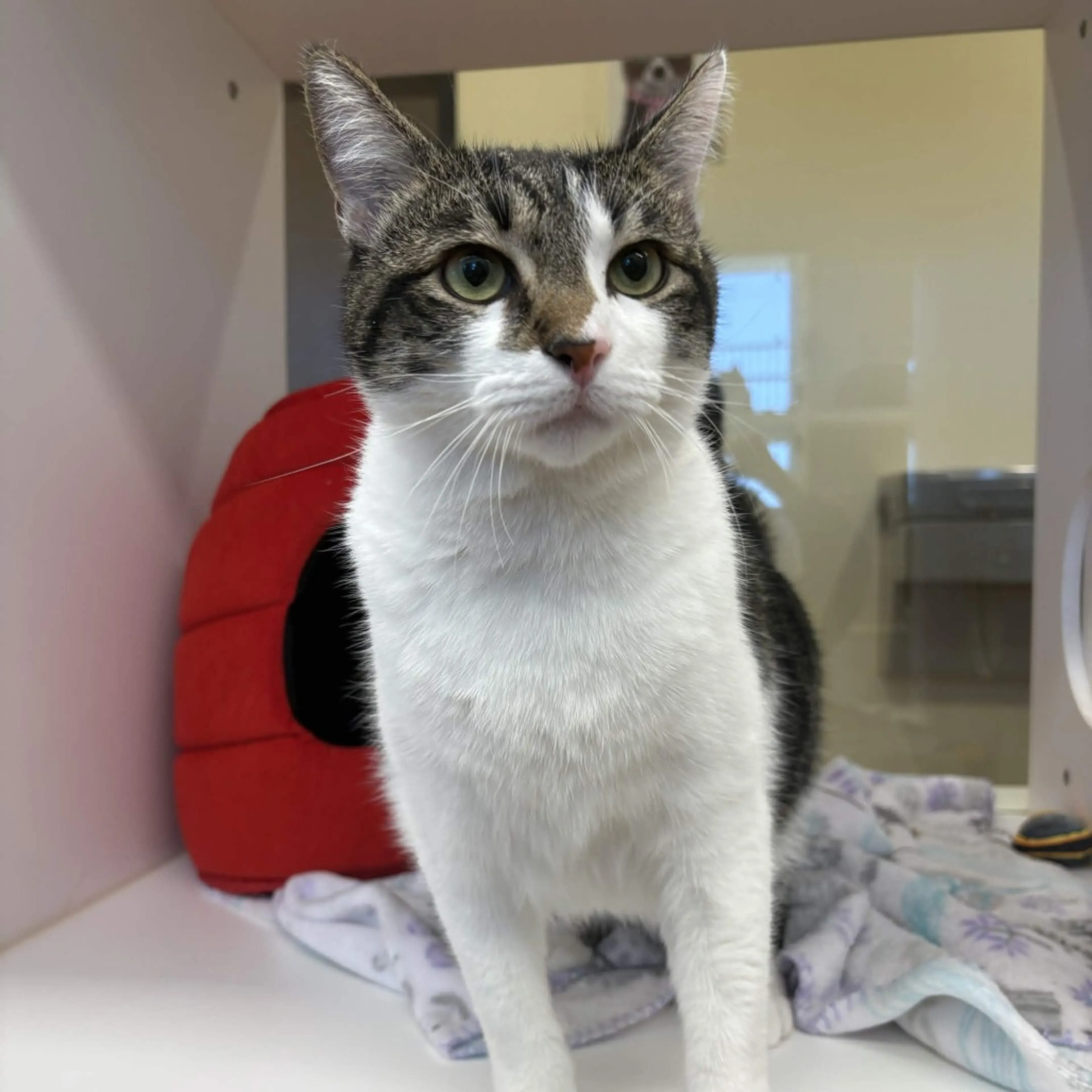 Found pet-2