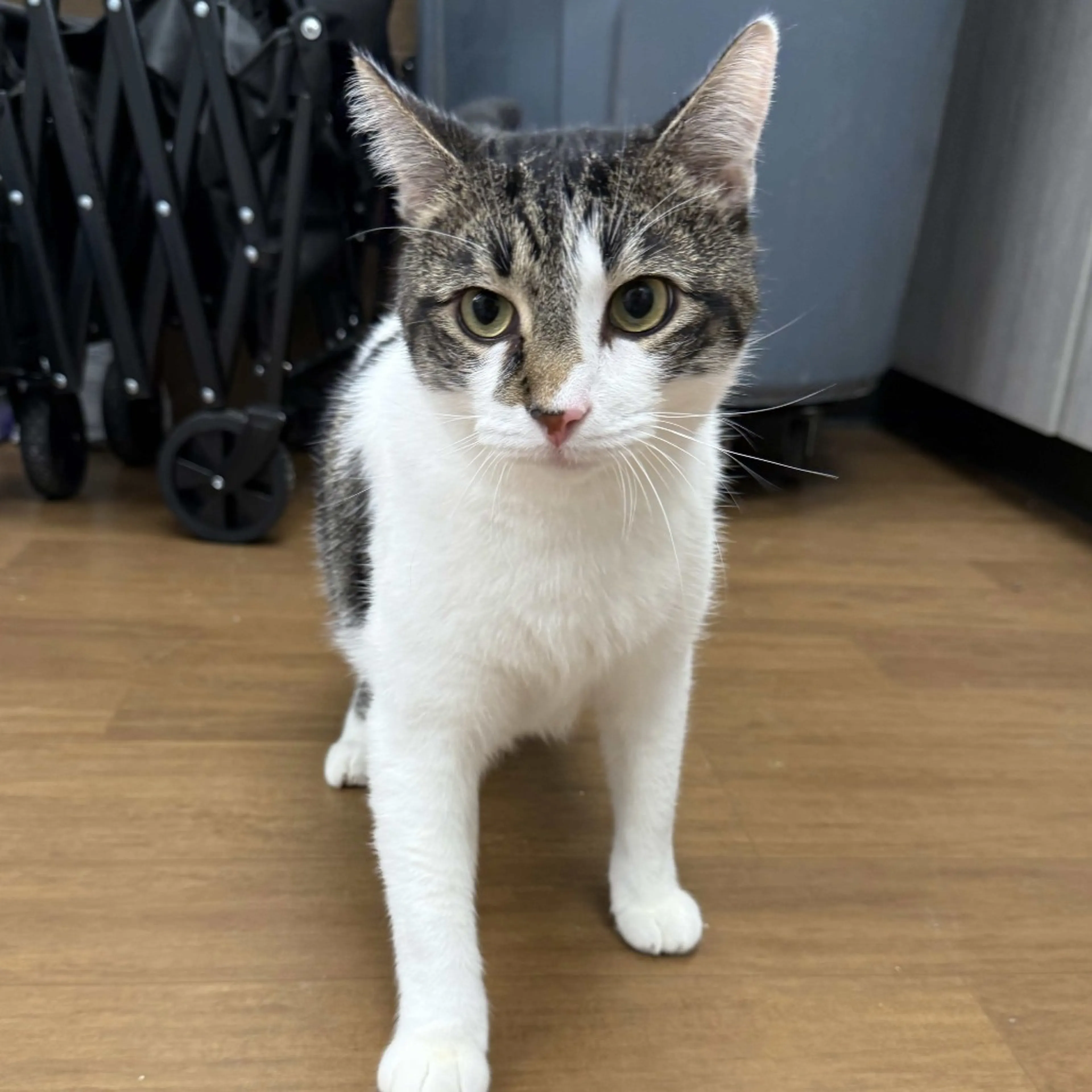 Found pet-1