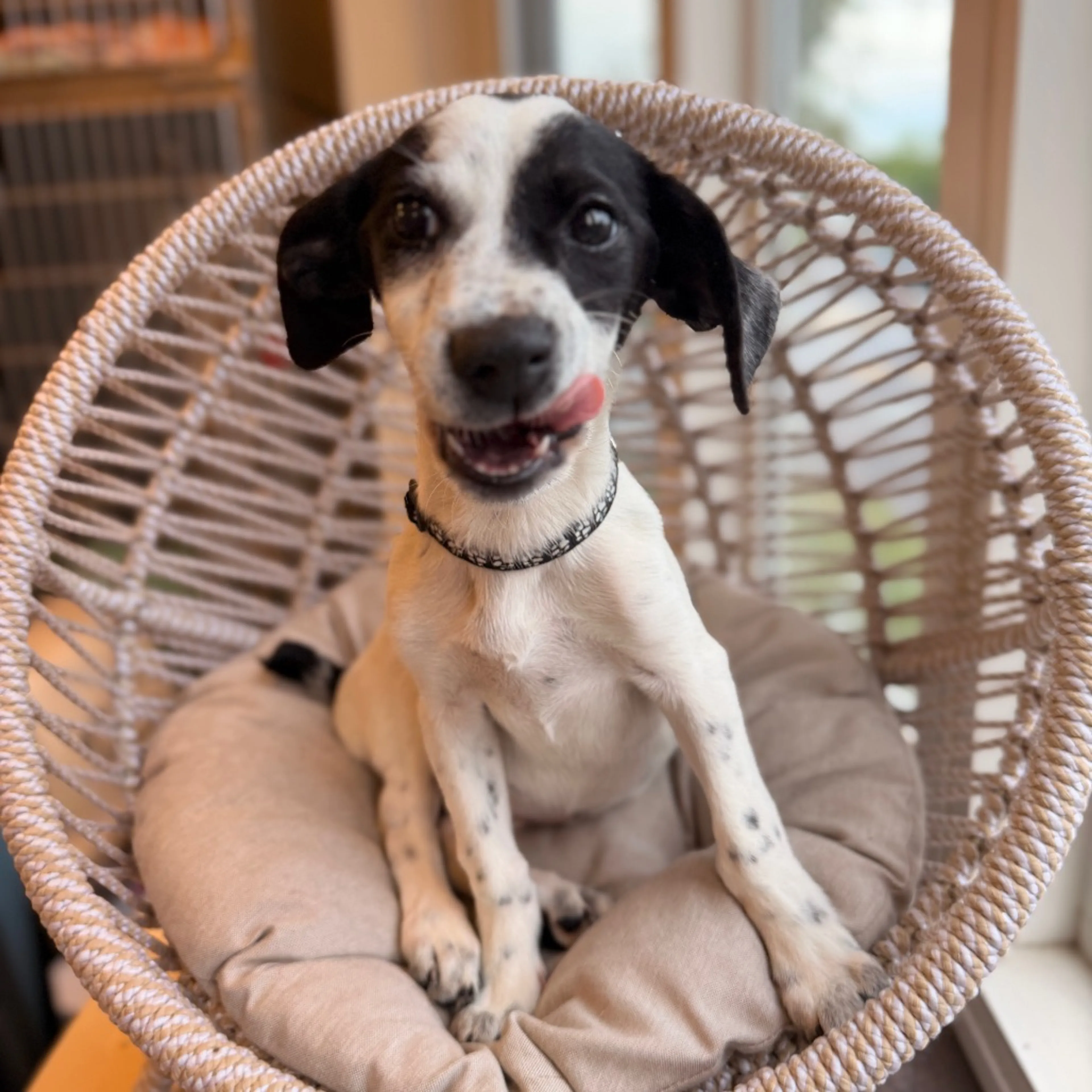 Found pet-1