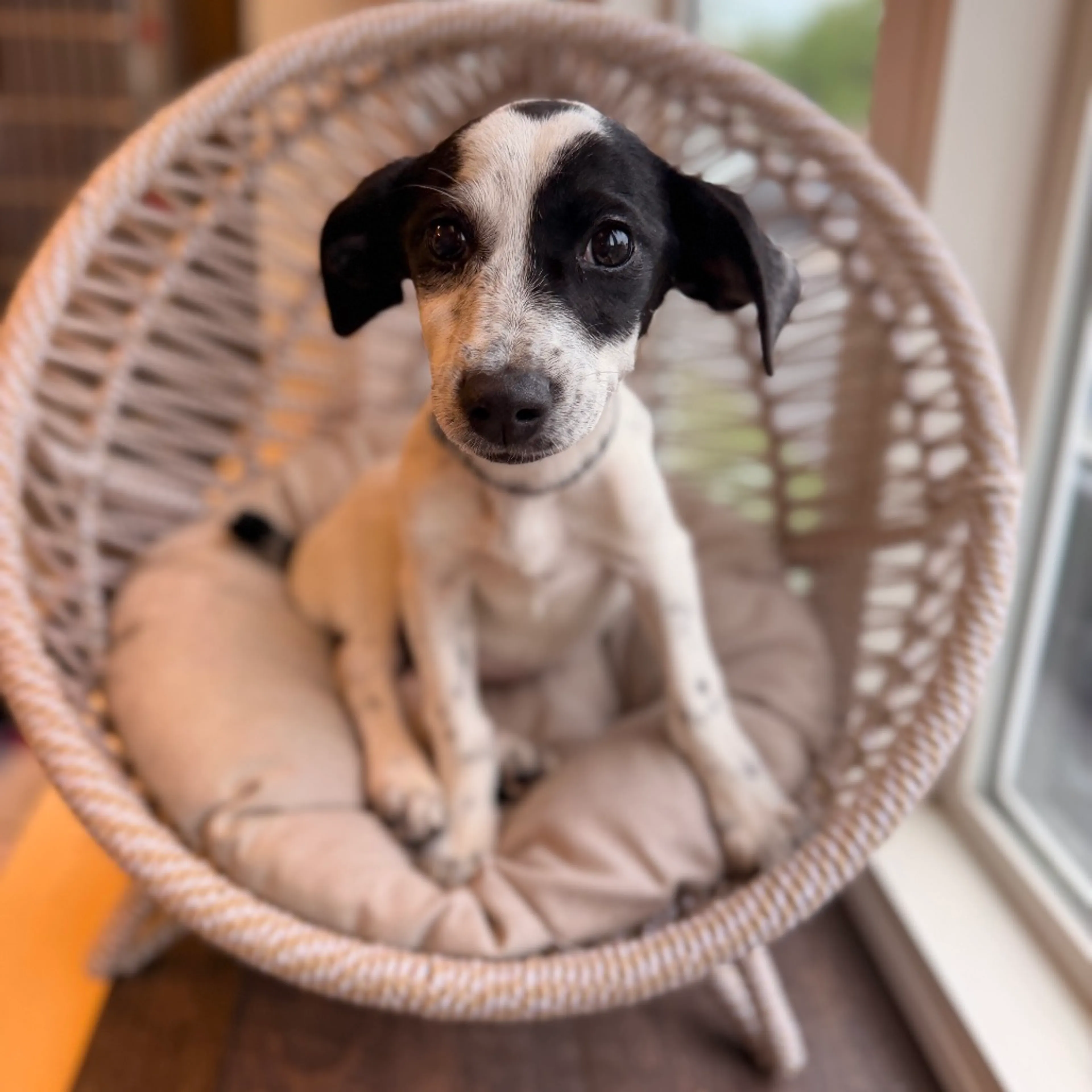 Found pet-2