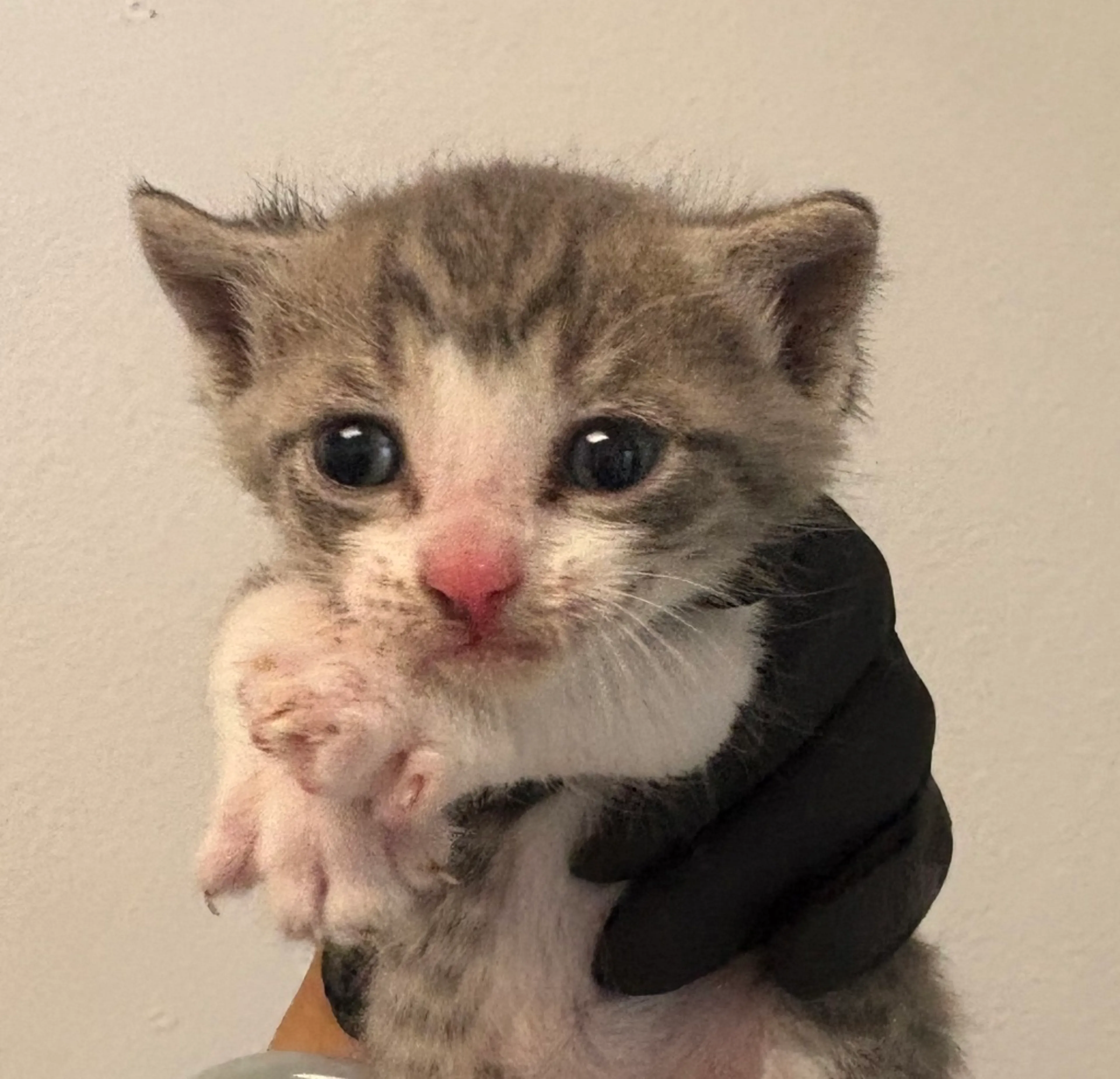 Found pet