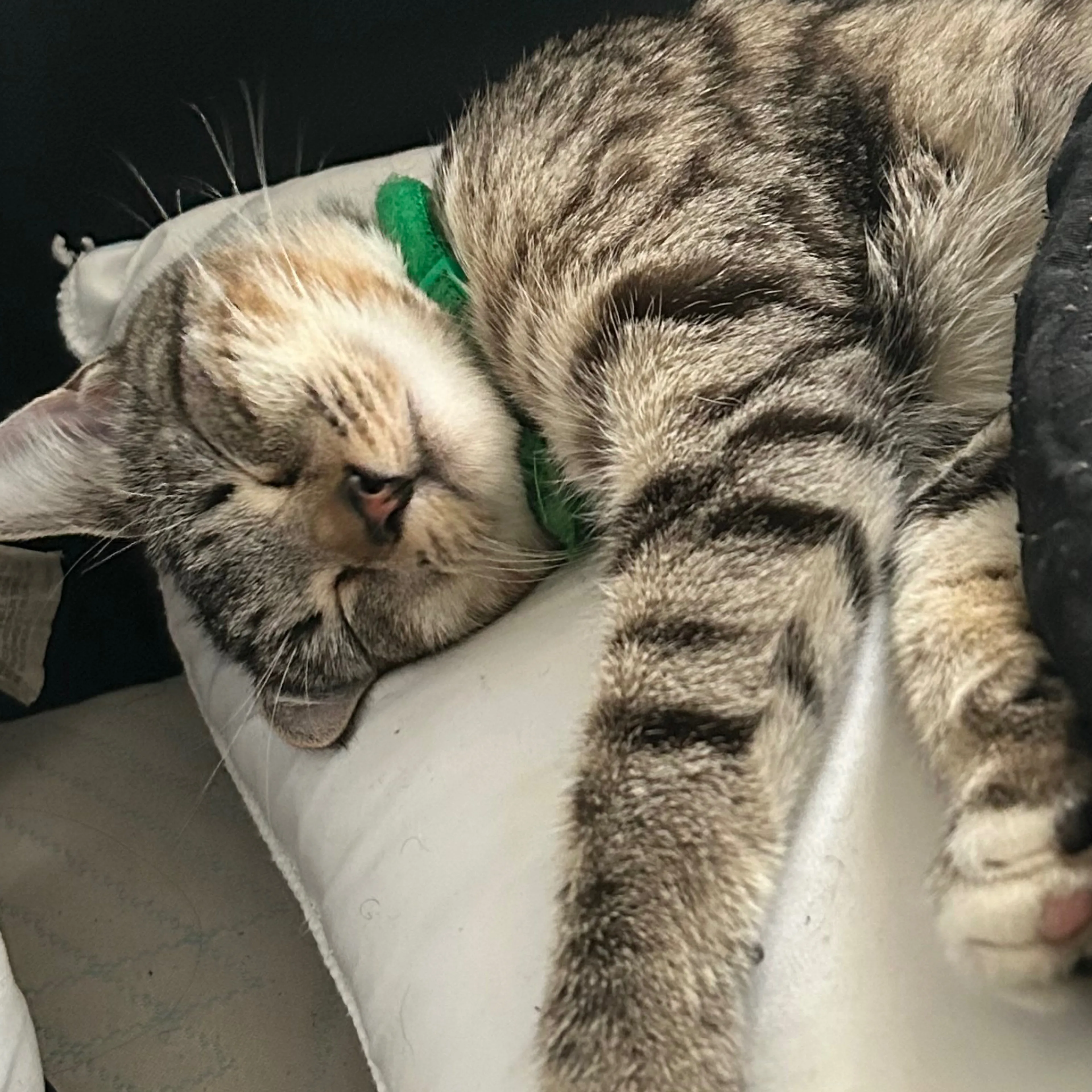Lost pet-1