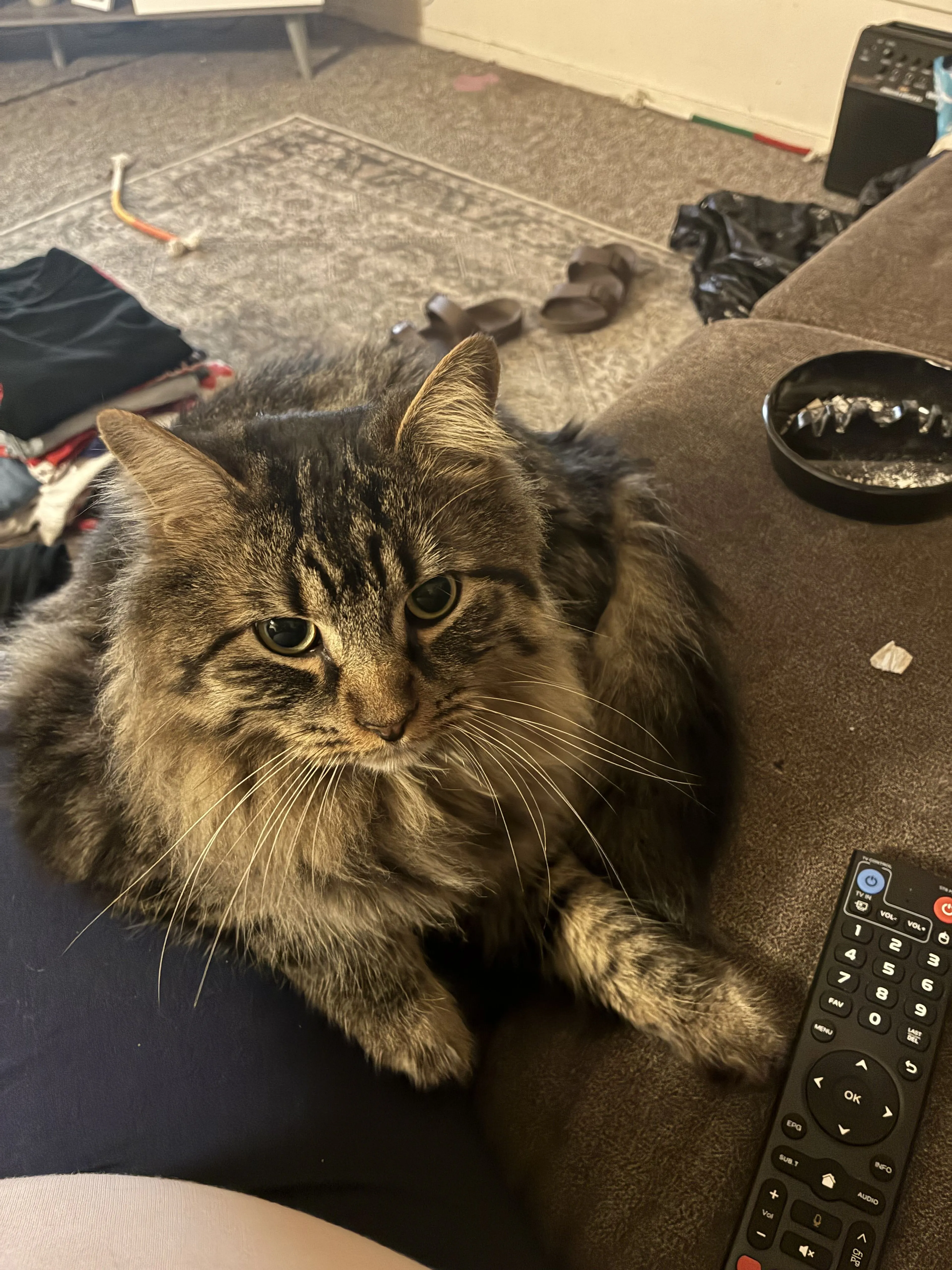 Lost pet-1