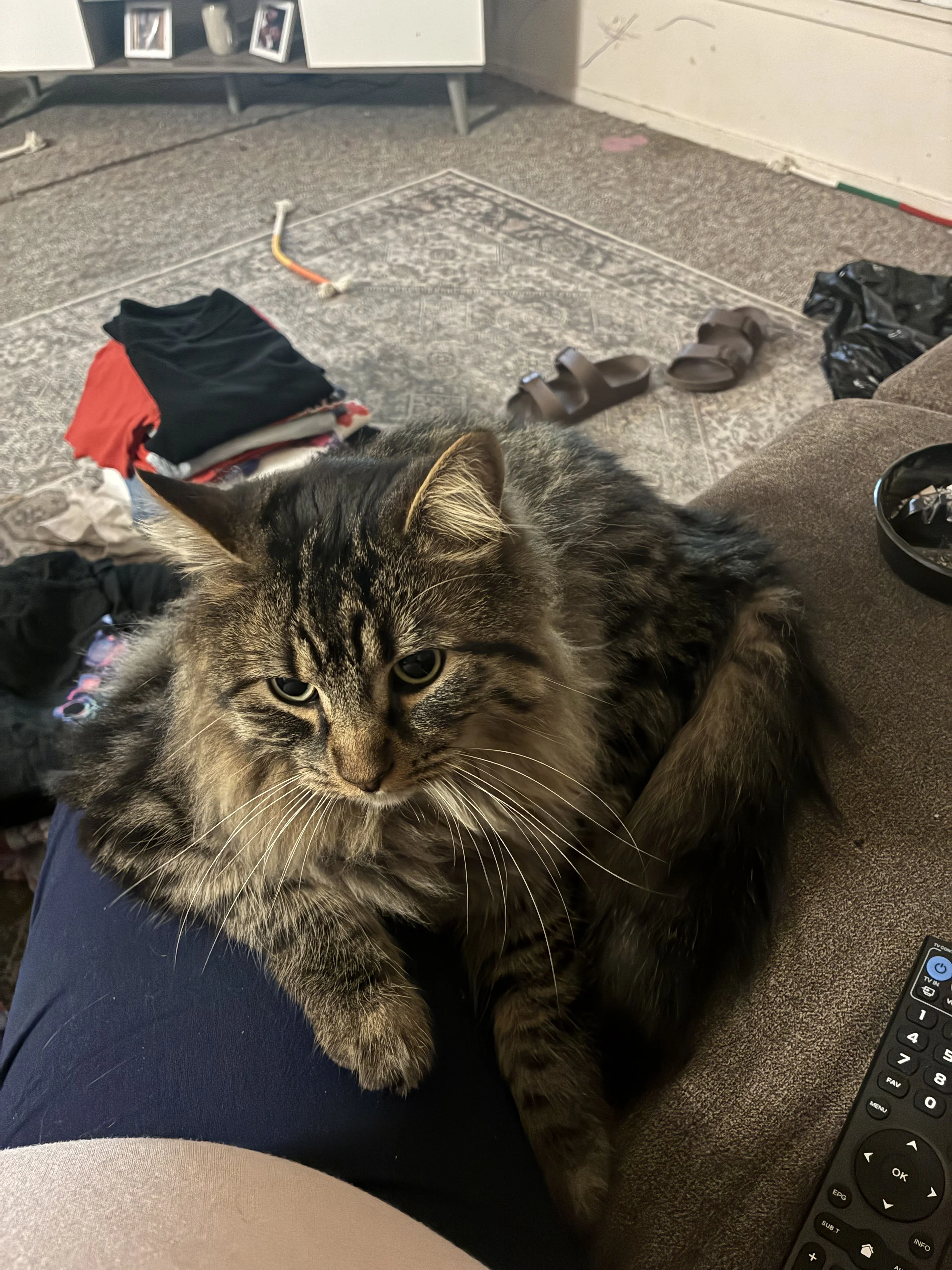 Lost pet-0