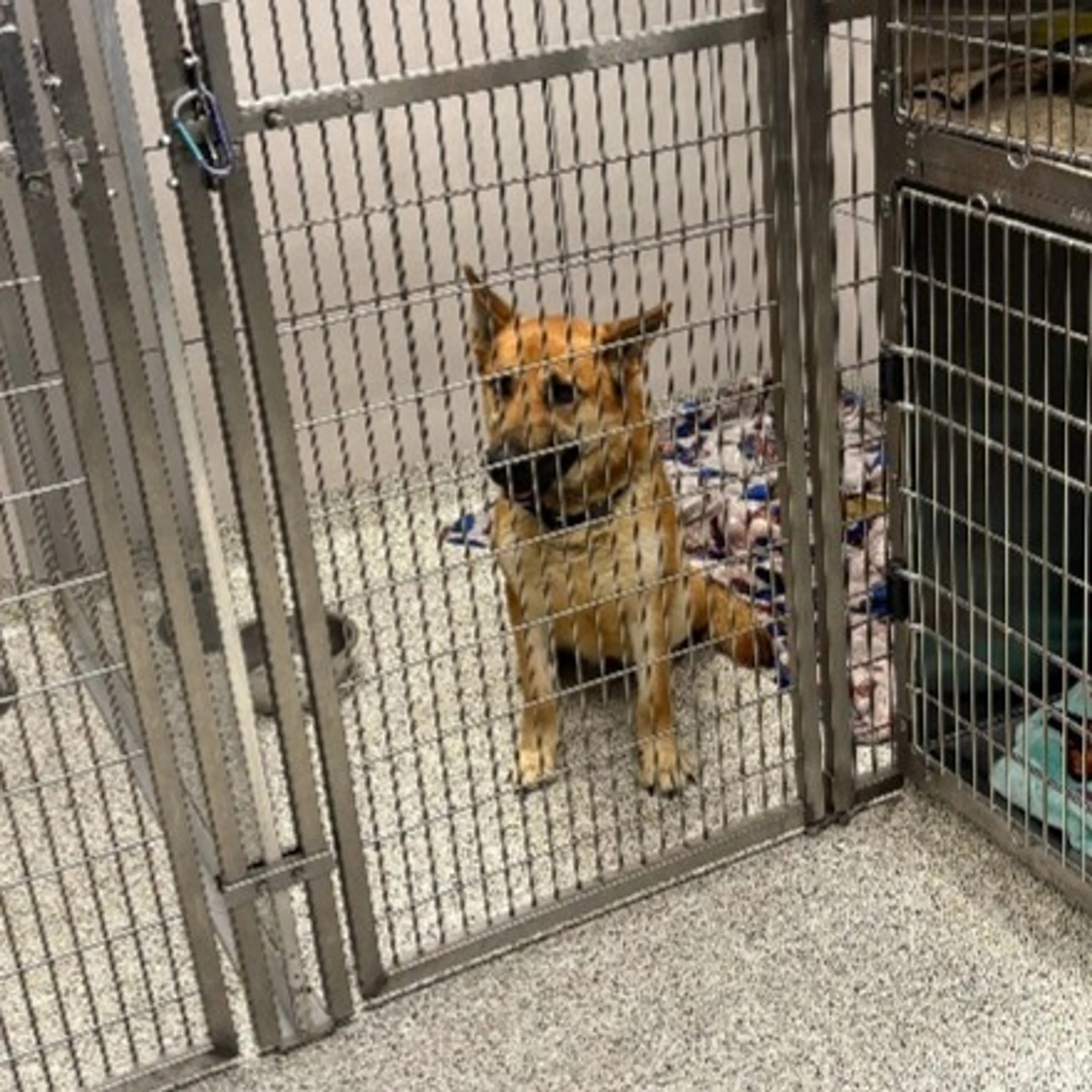 Found pet-1