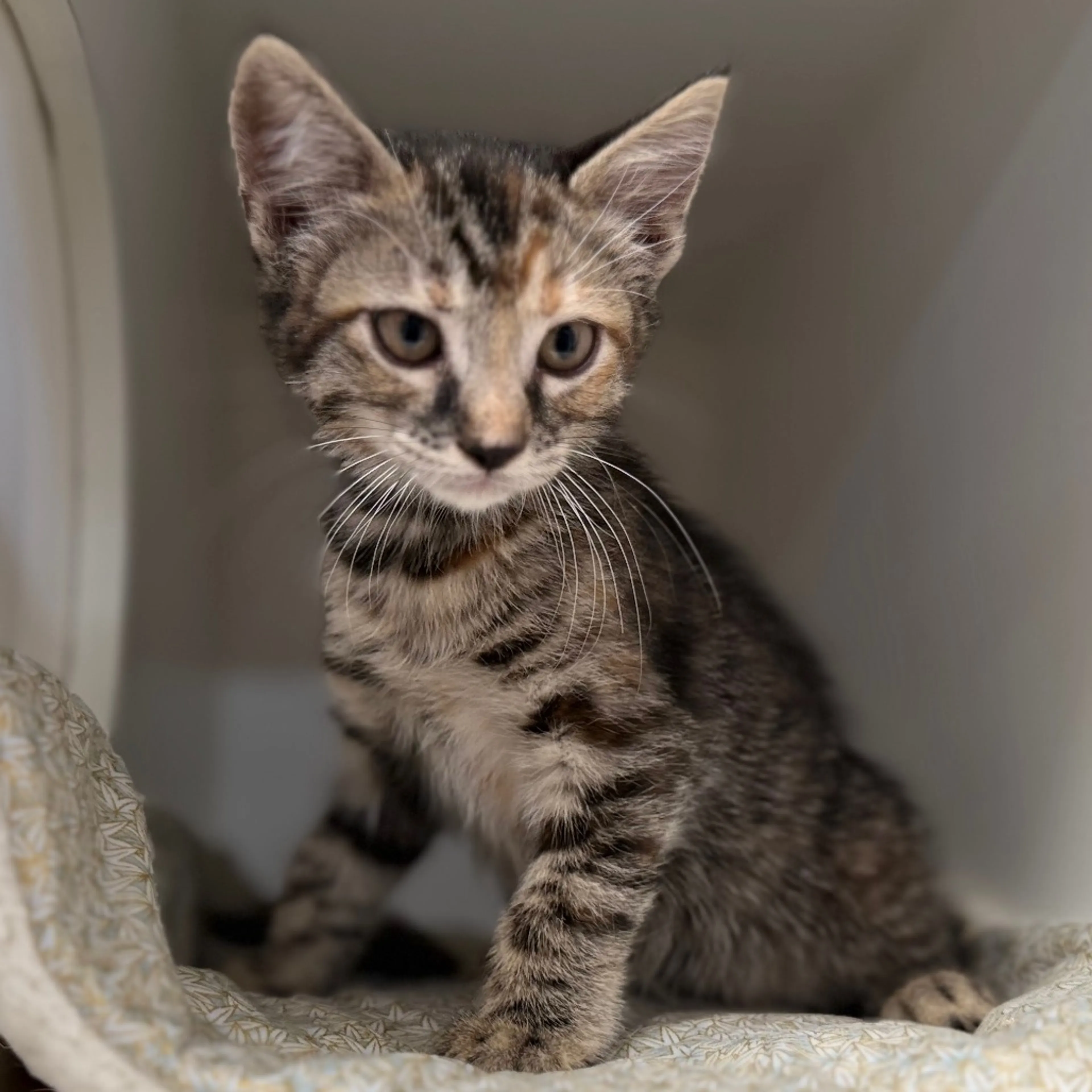 Found pet-2