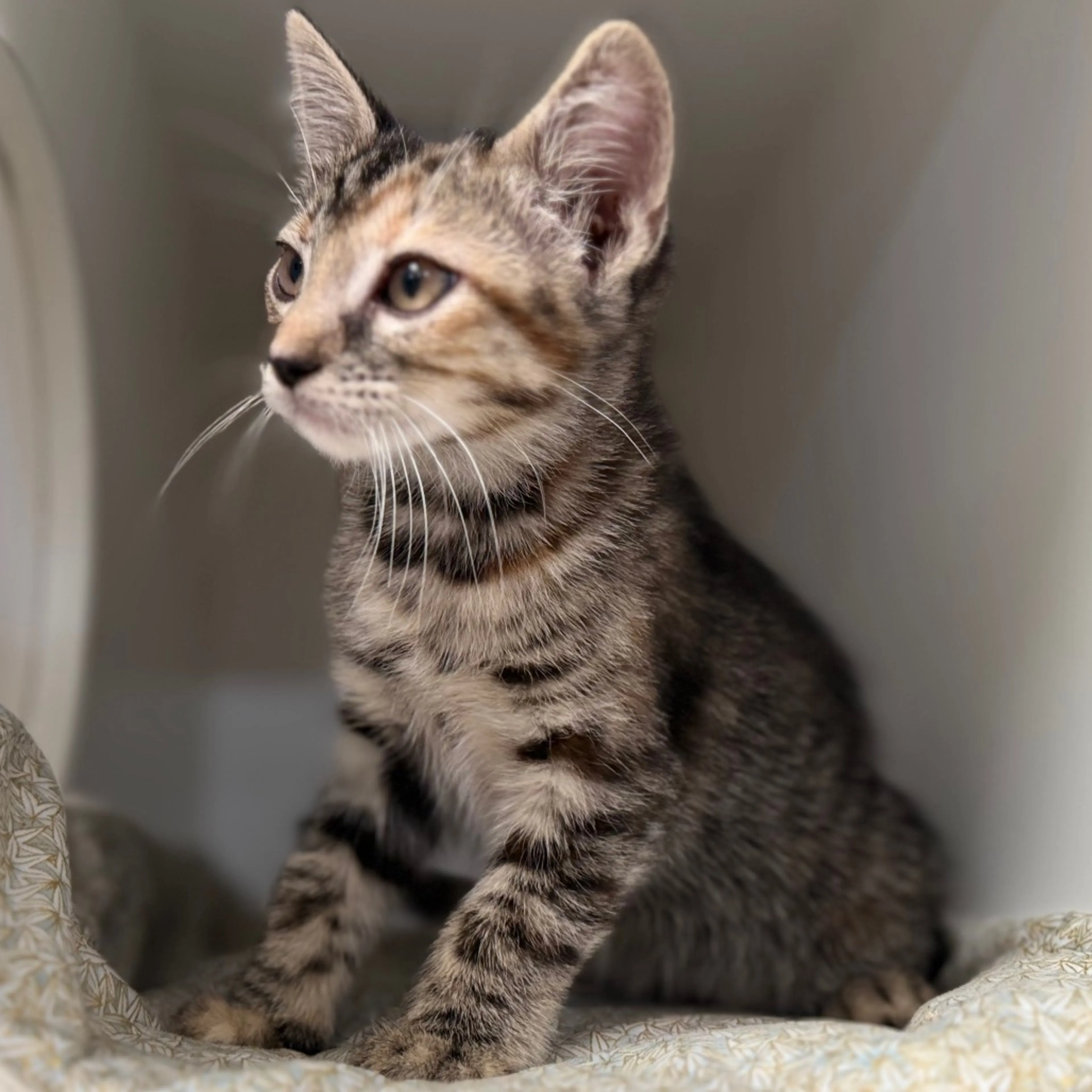 Found pet-5