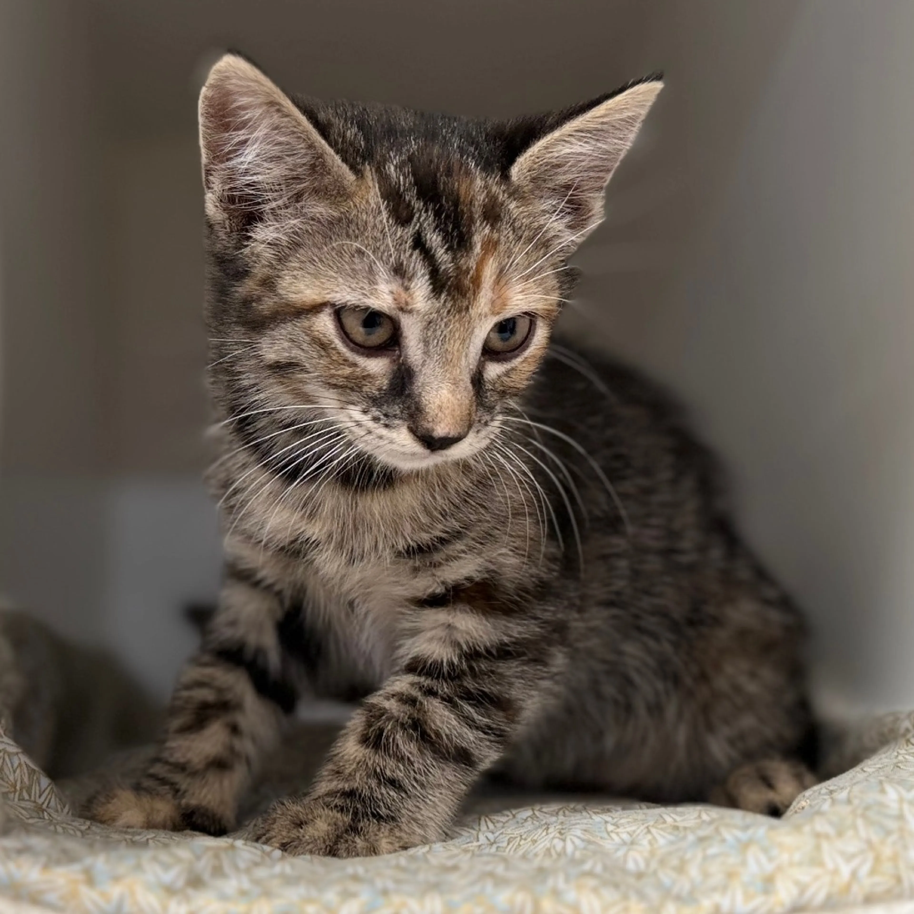 Found pet-4
