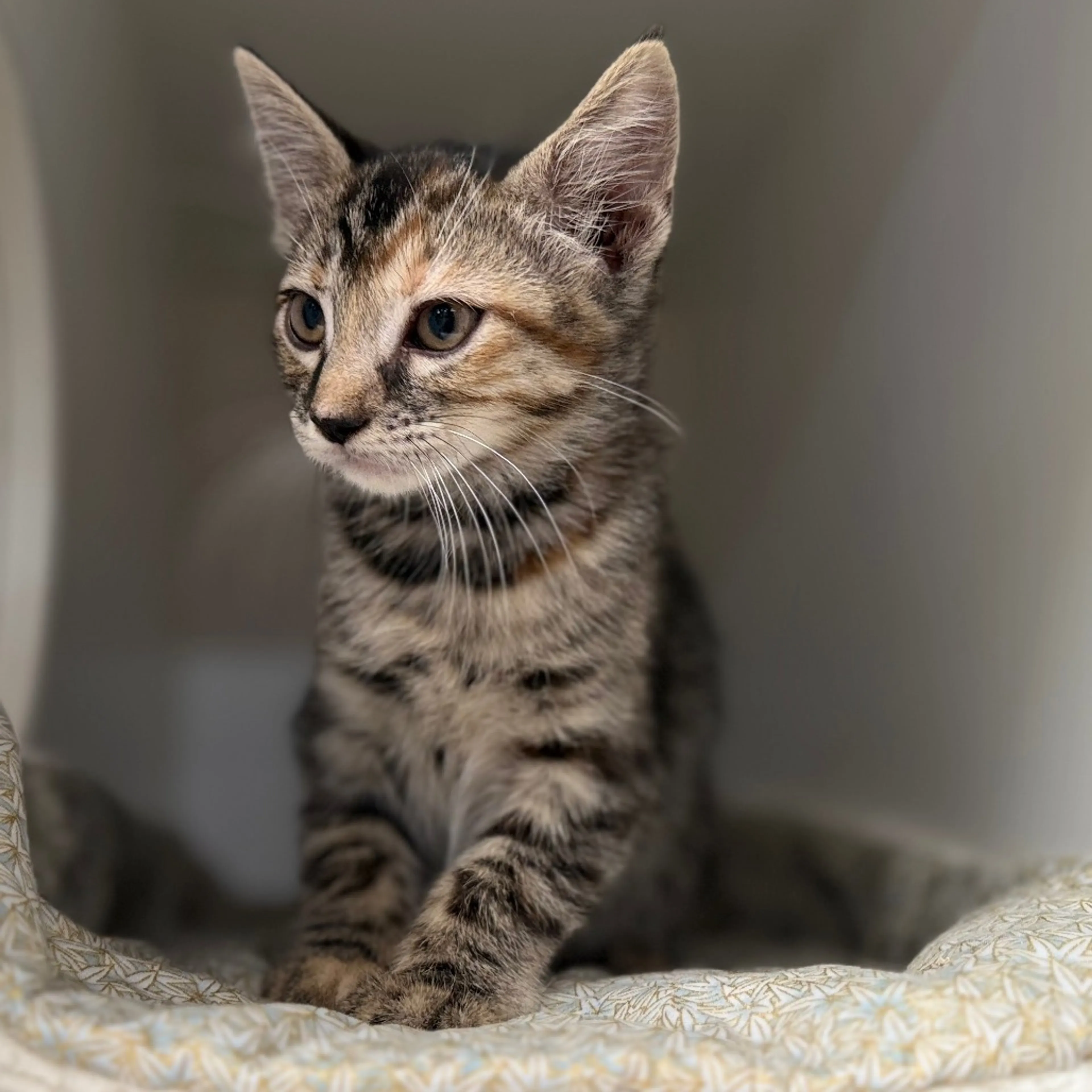 Found pet-6