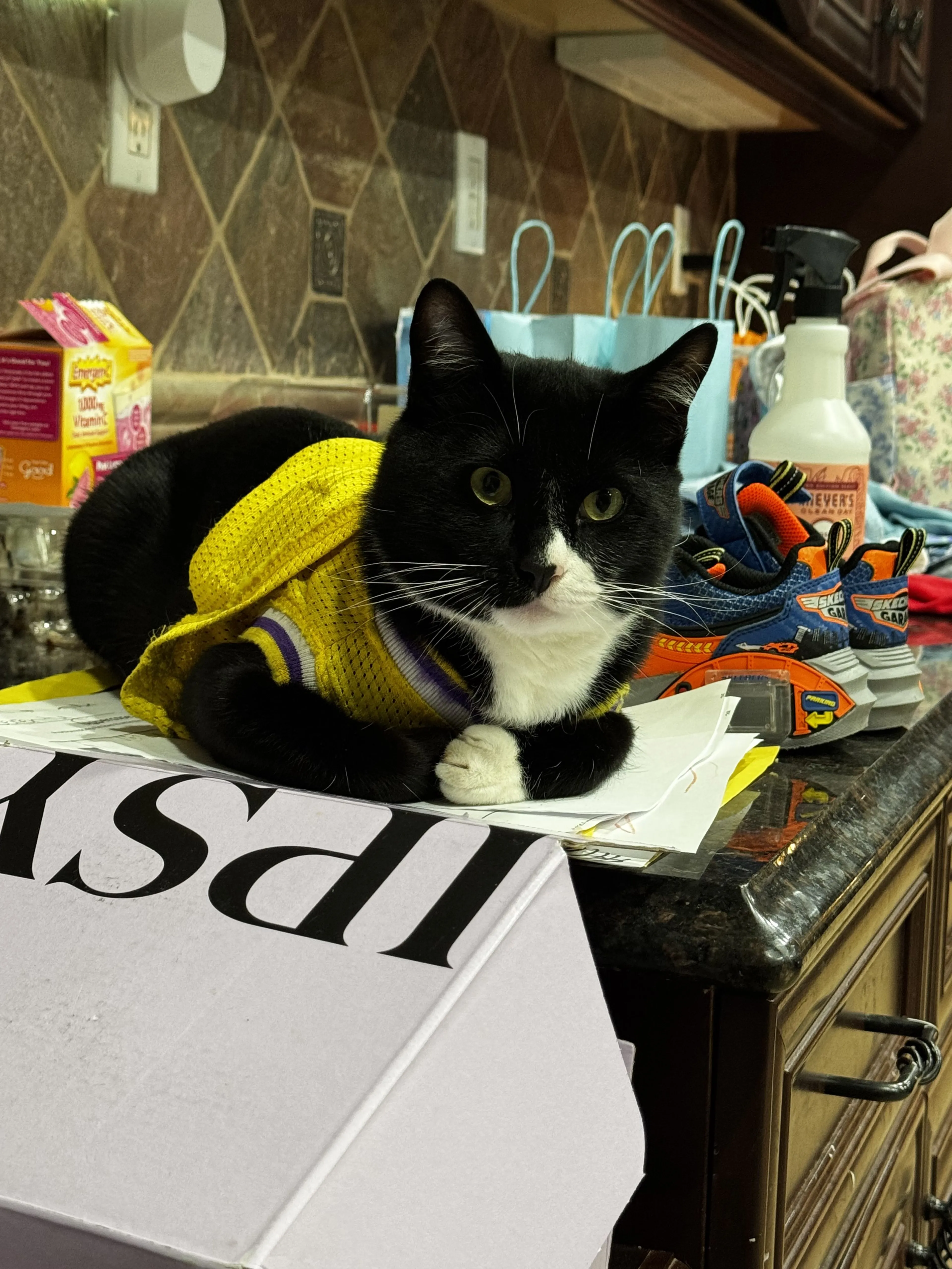 Lost pet