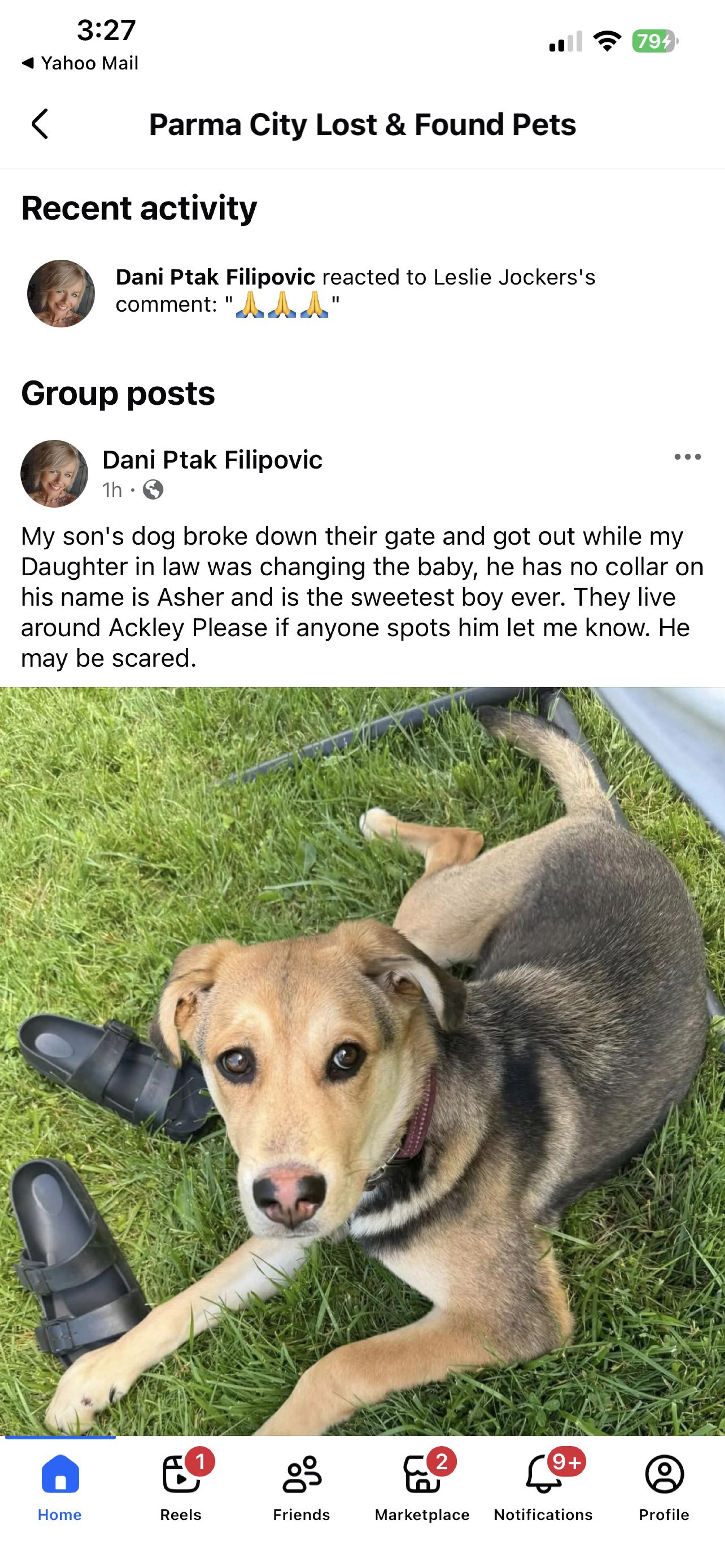 Lost pet