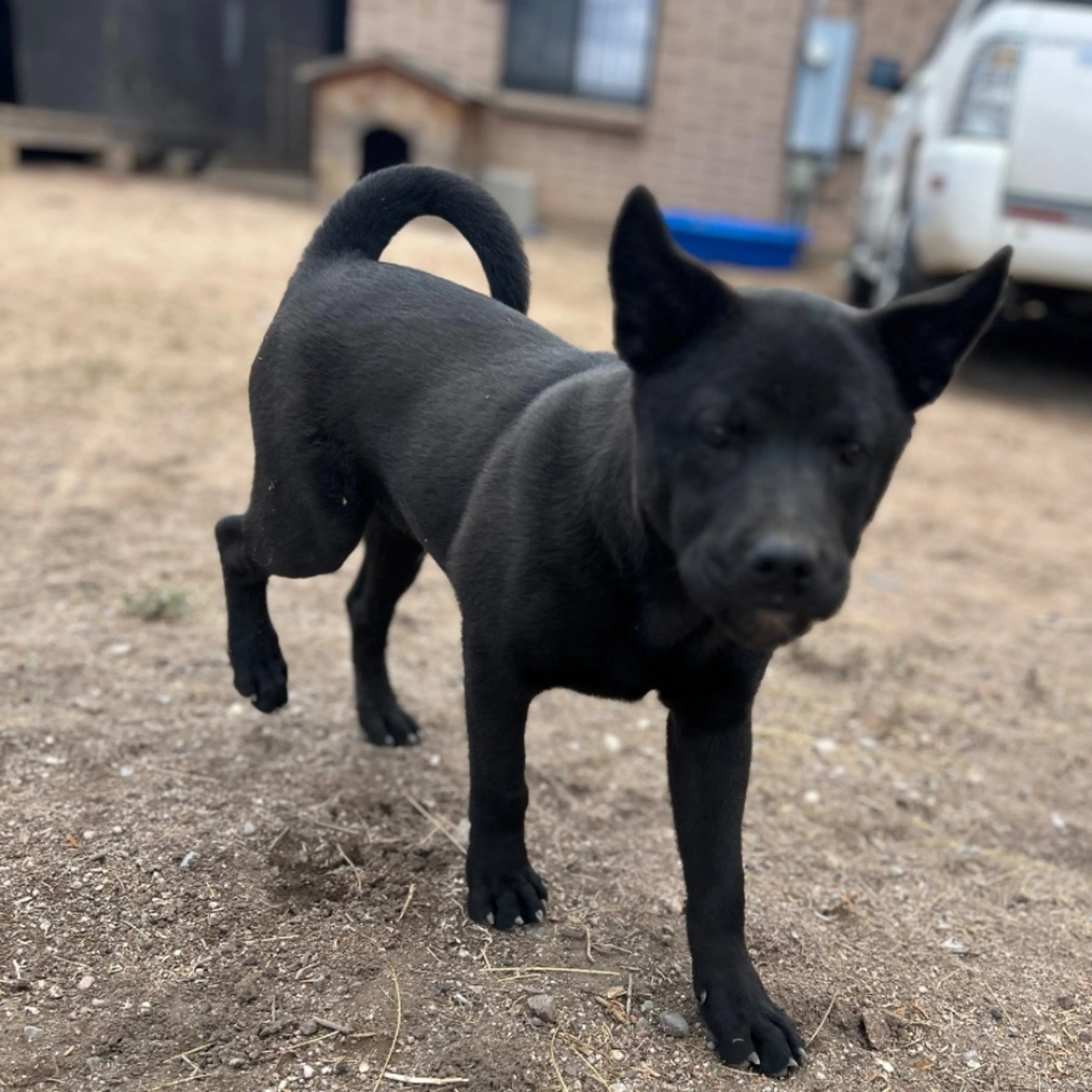 Lost pet