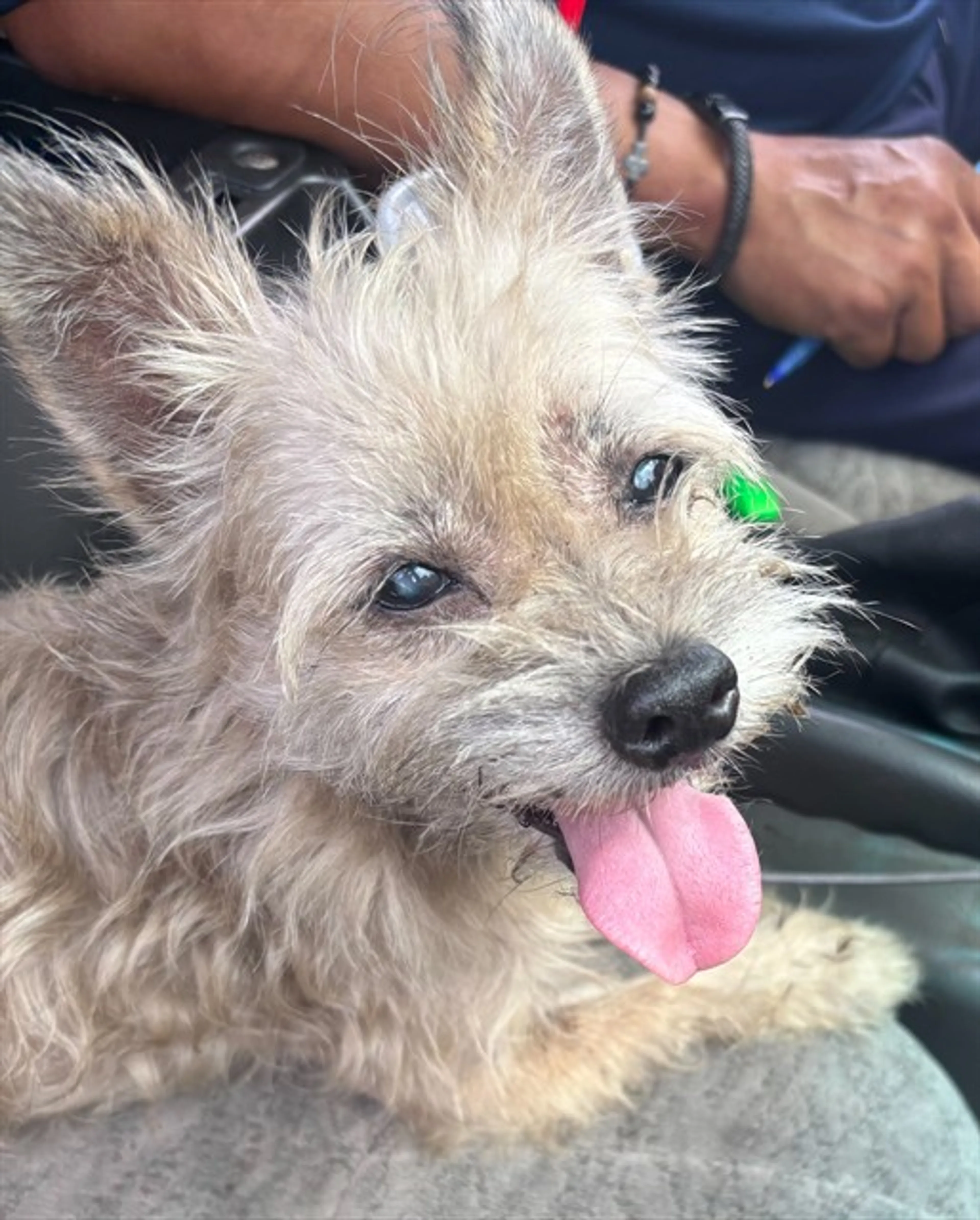 Found pet