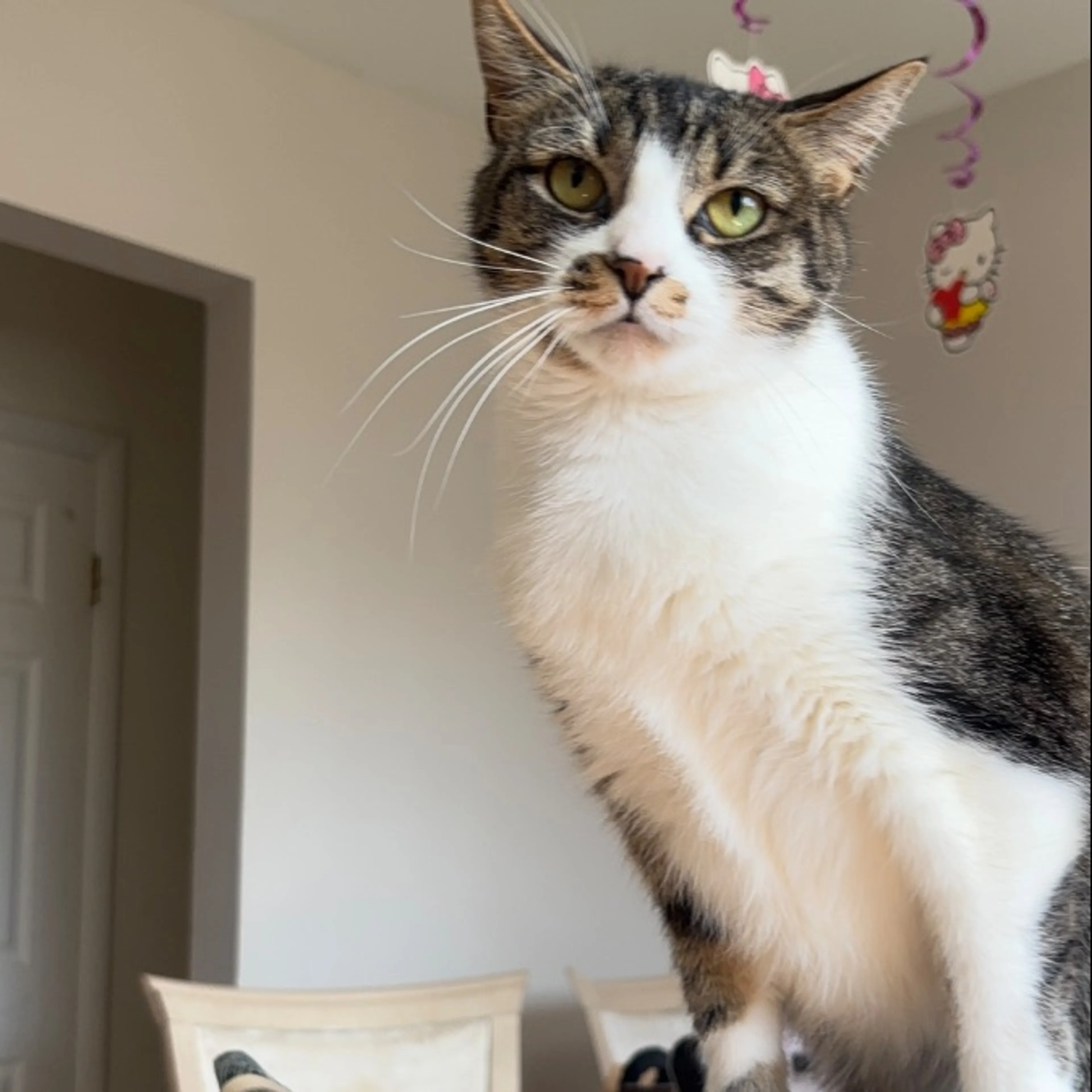 Lost pet