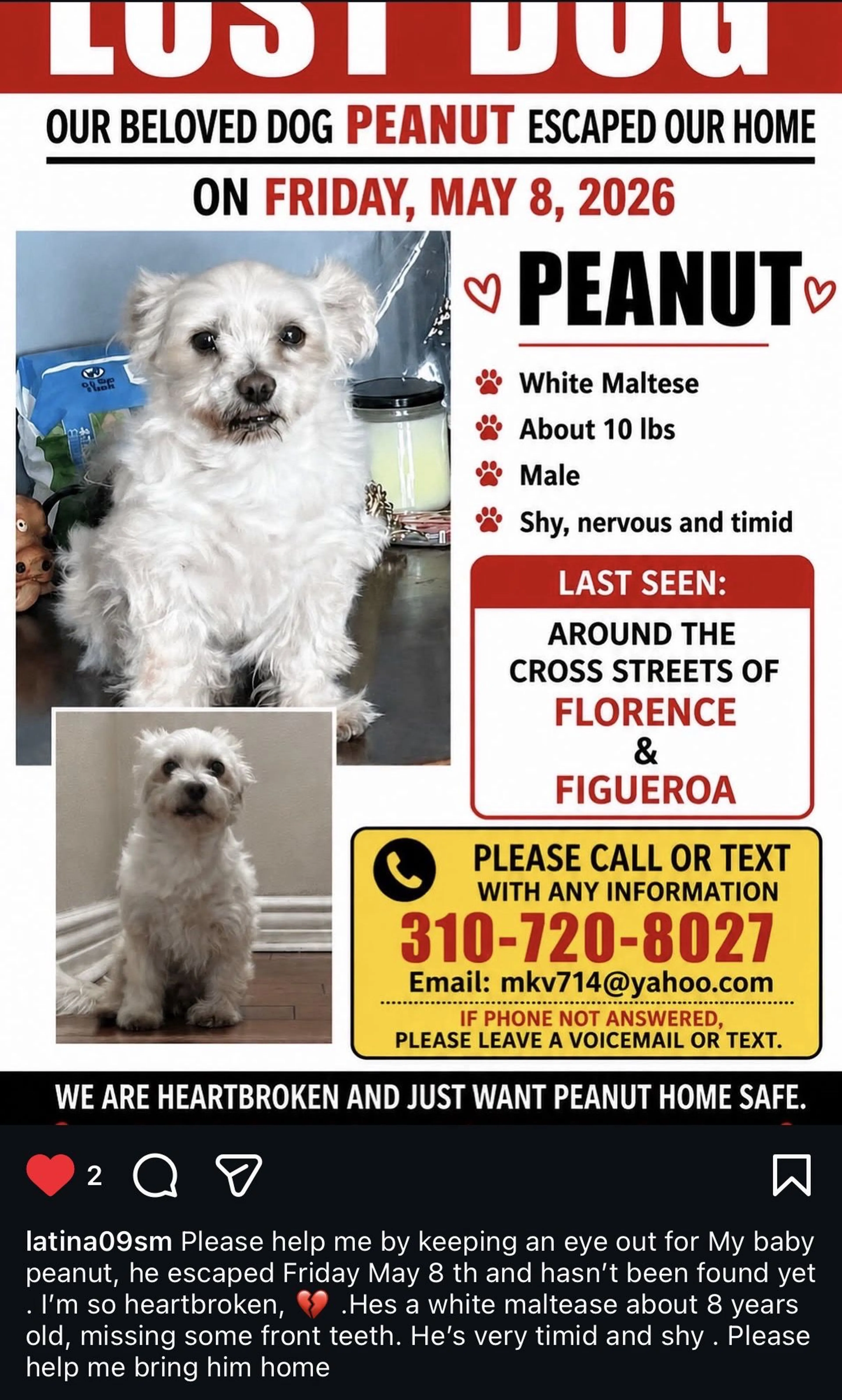 Lost pet