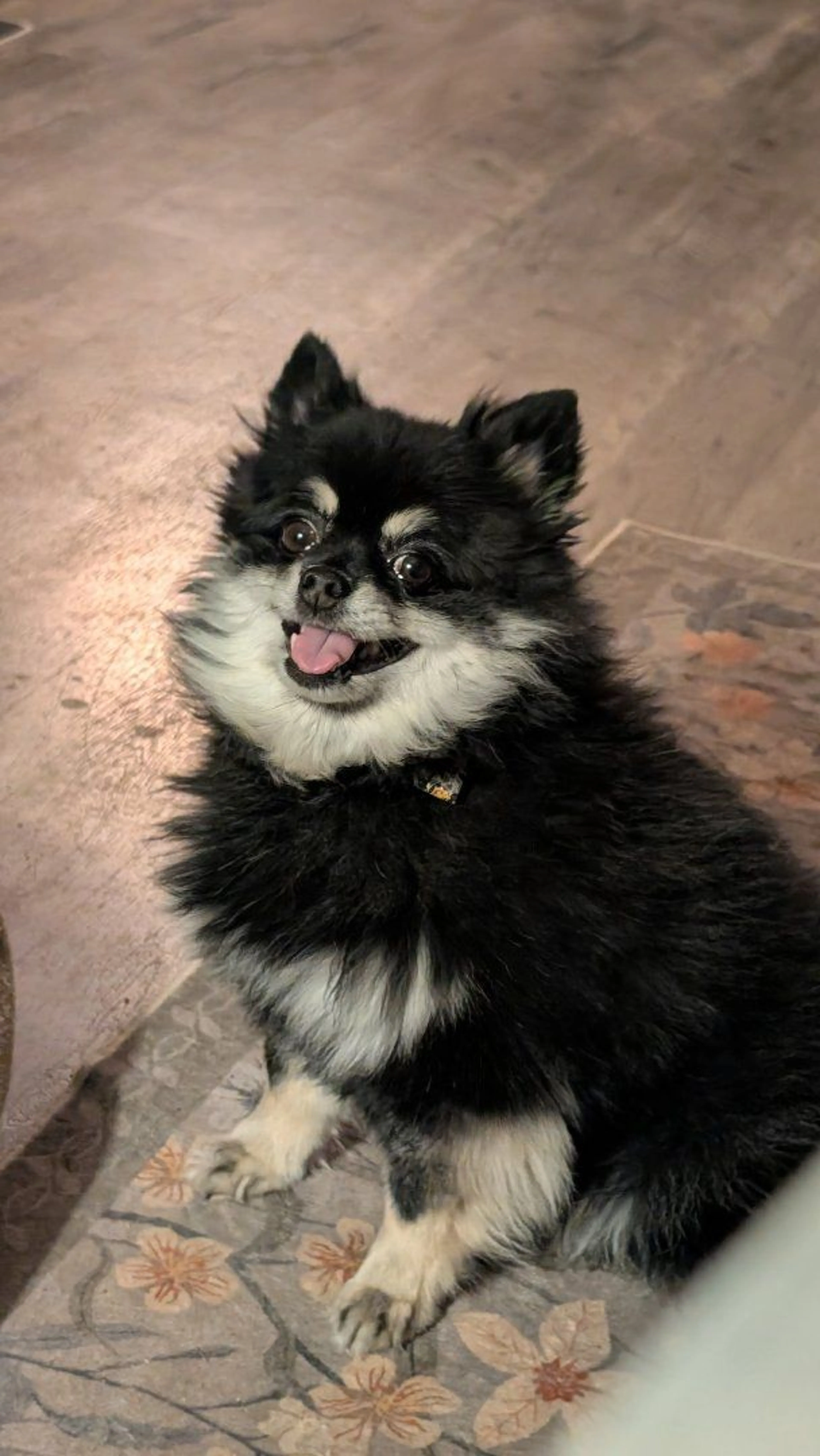 Lost pet